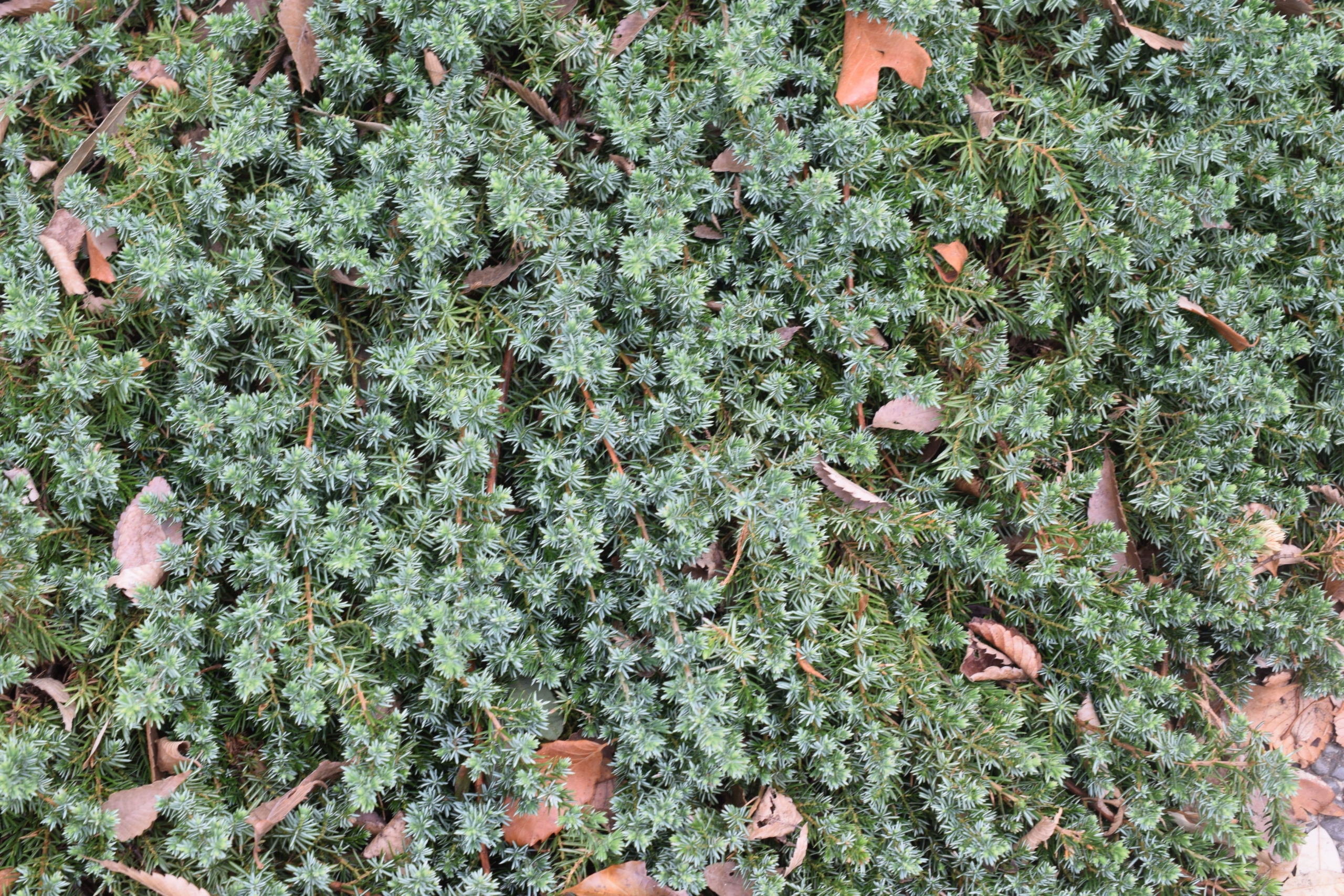 ハイビャクシン