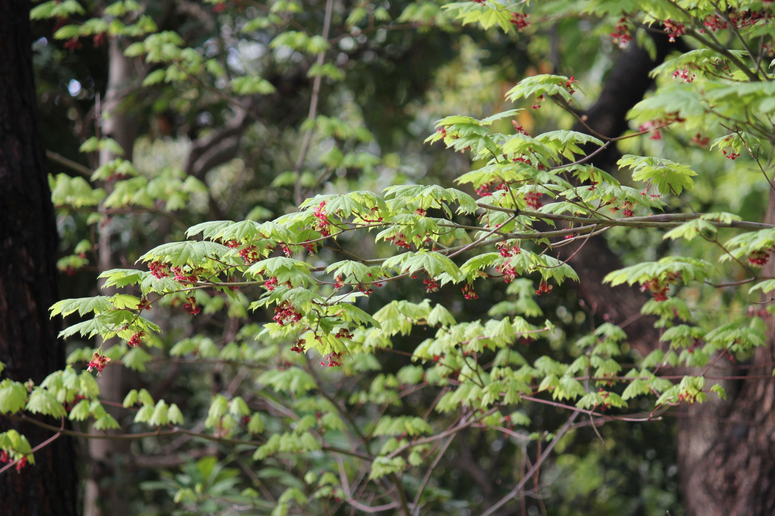 ハウチワカエデ