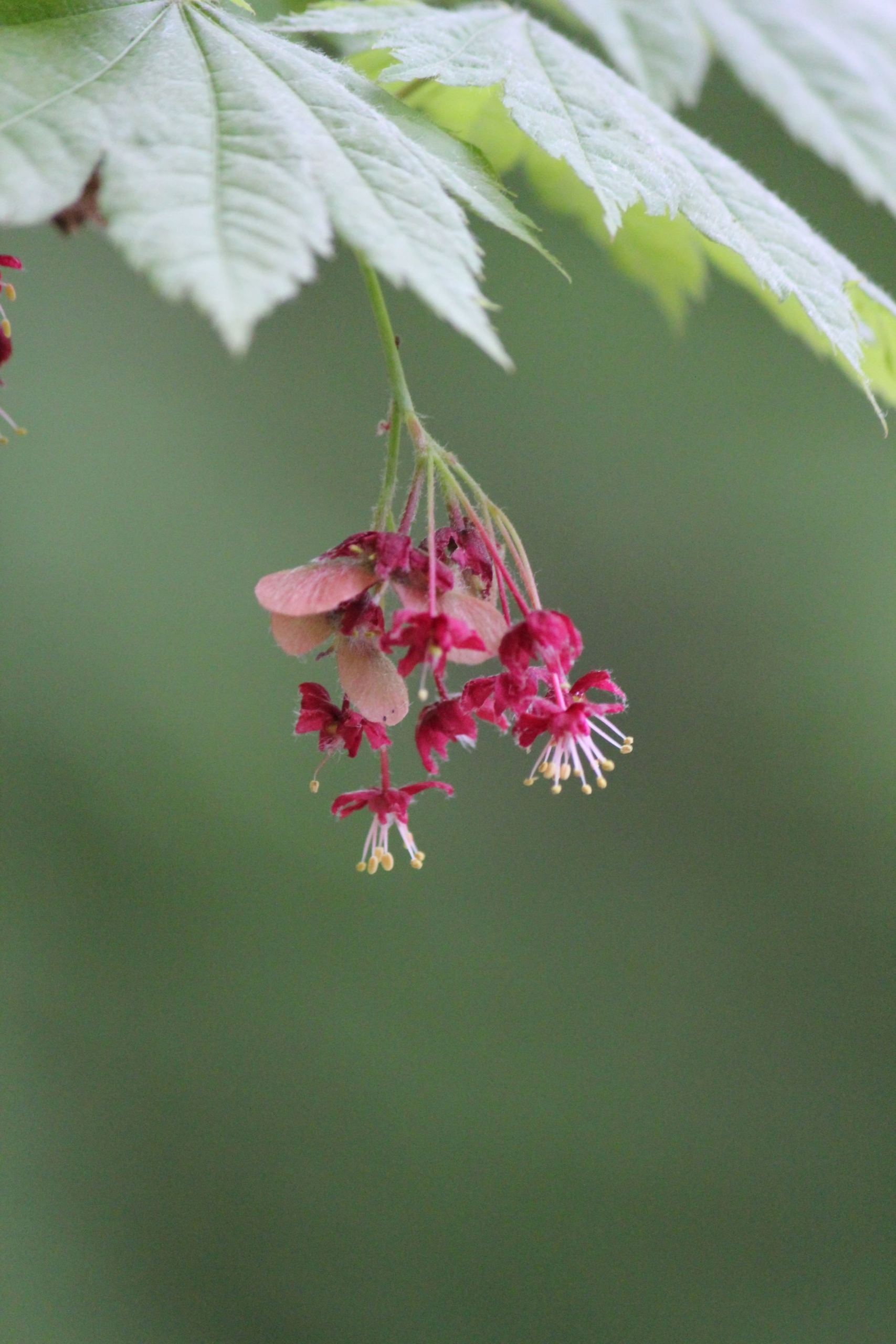 ハウチワカエデ