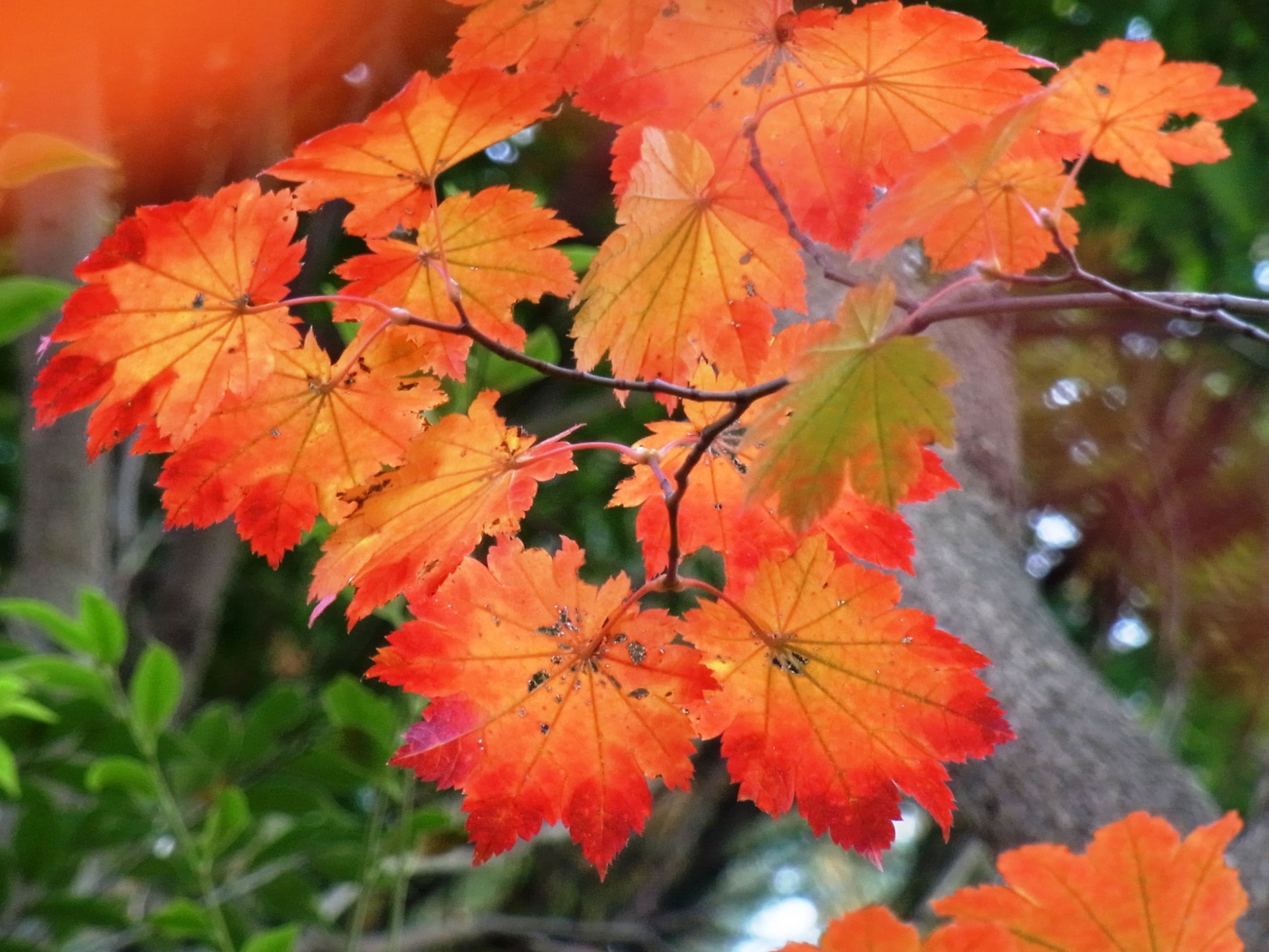 ハウチワカエデ