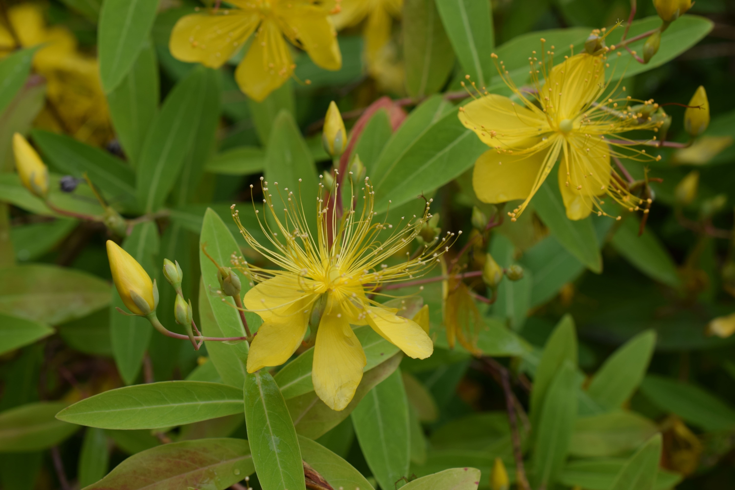 ヒペリカム・ヒドコート