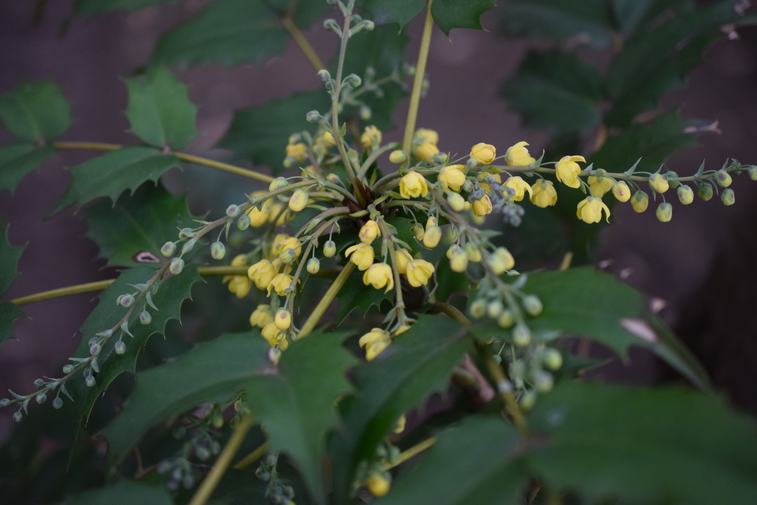 ヒイラギナンテン