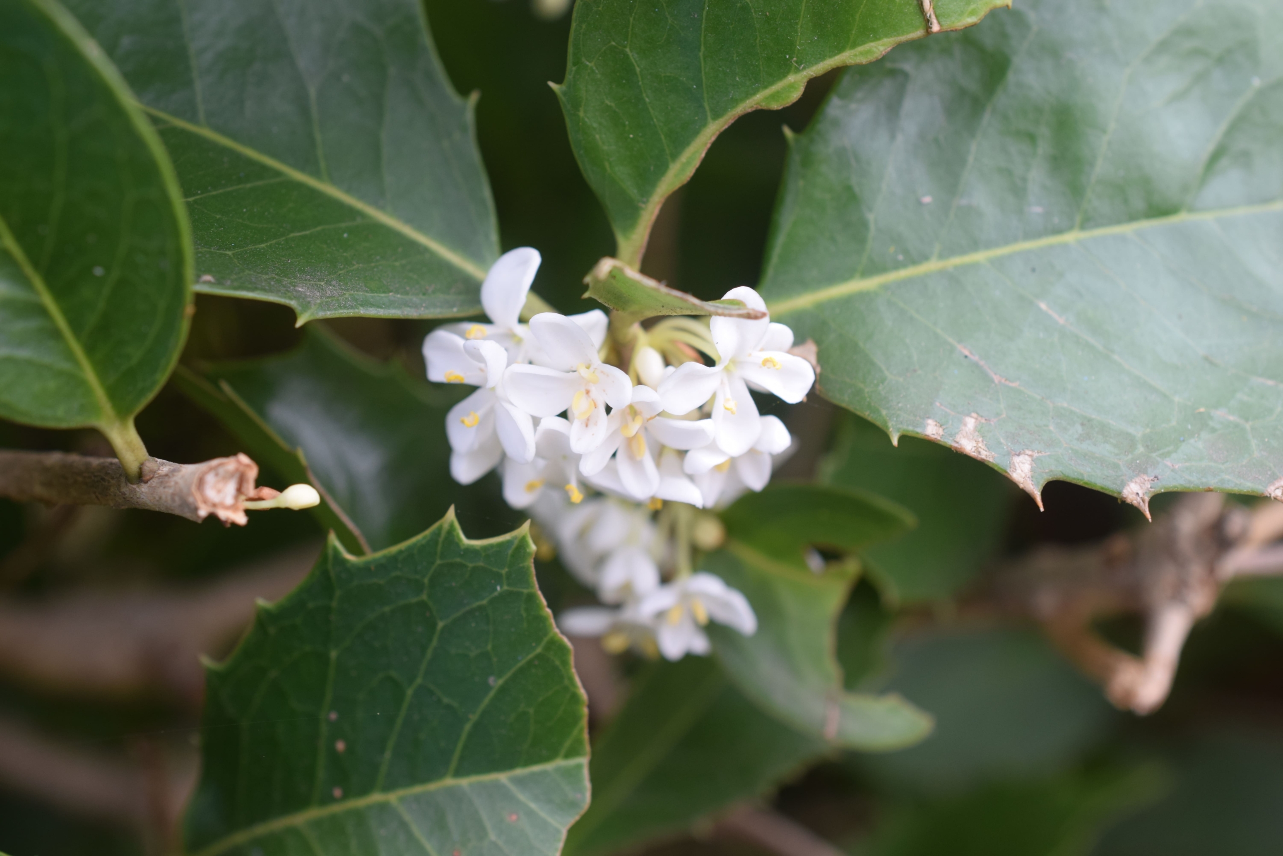 ヒイラギナンテン