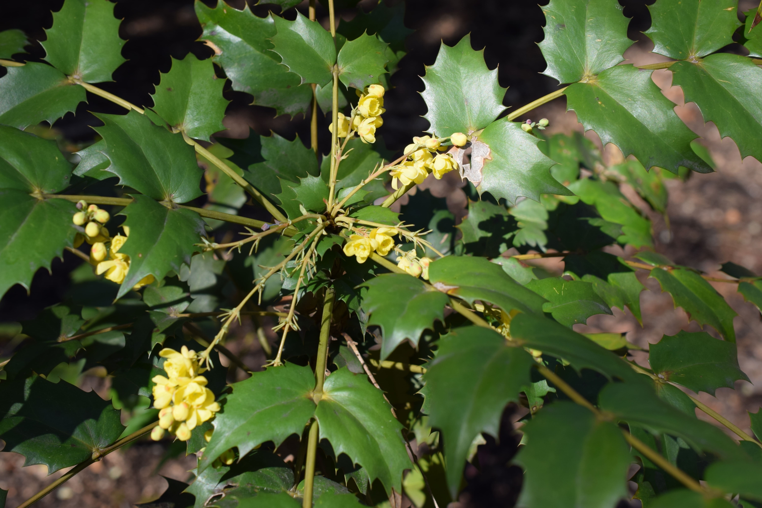 ヒイラギナンテン