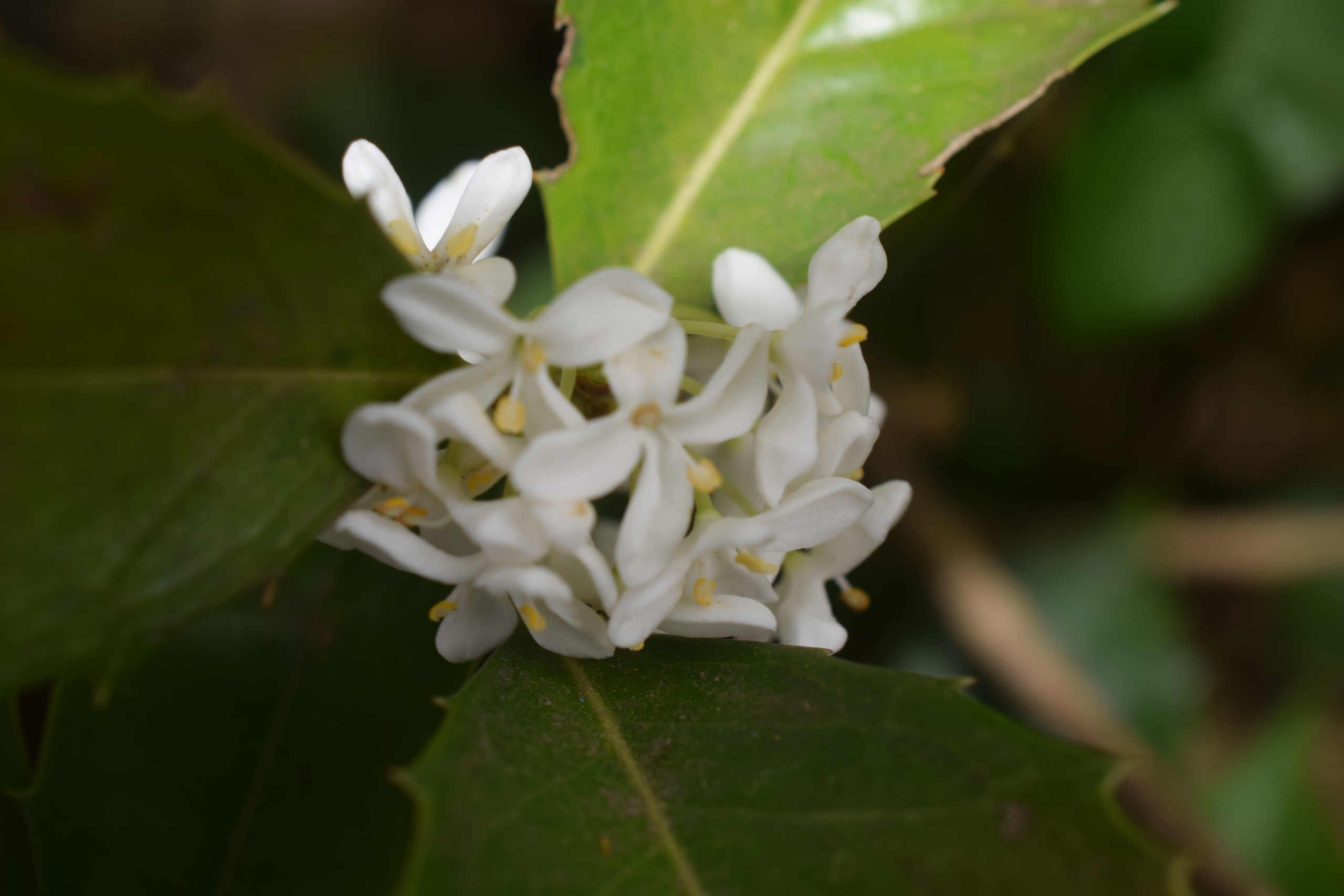 ヒイラギモクセイ