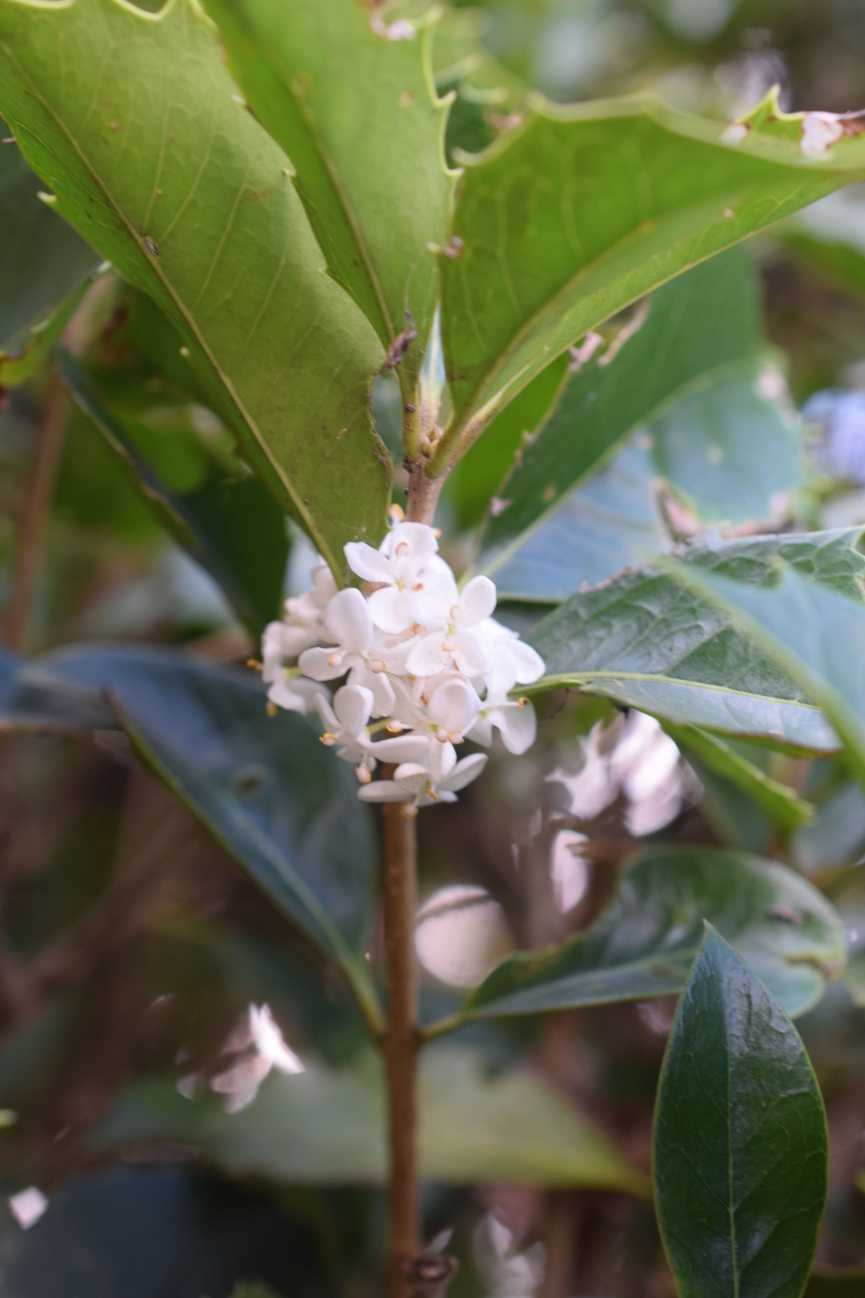 ヒイラギモクセイ