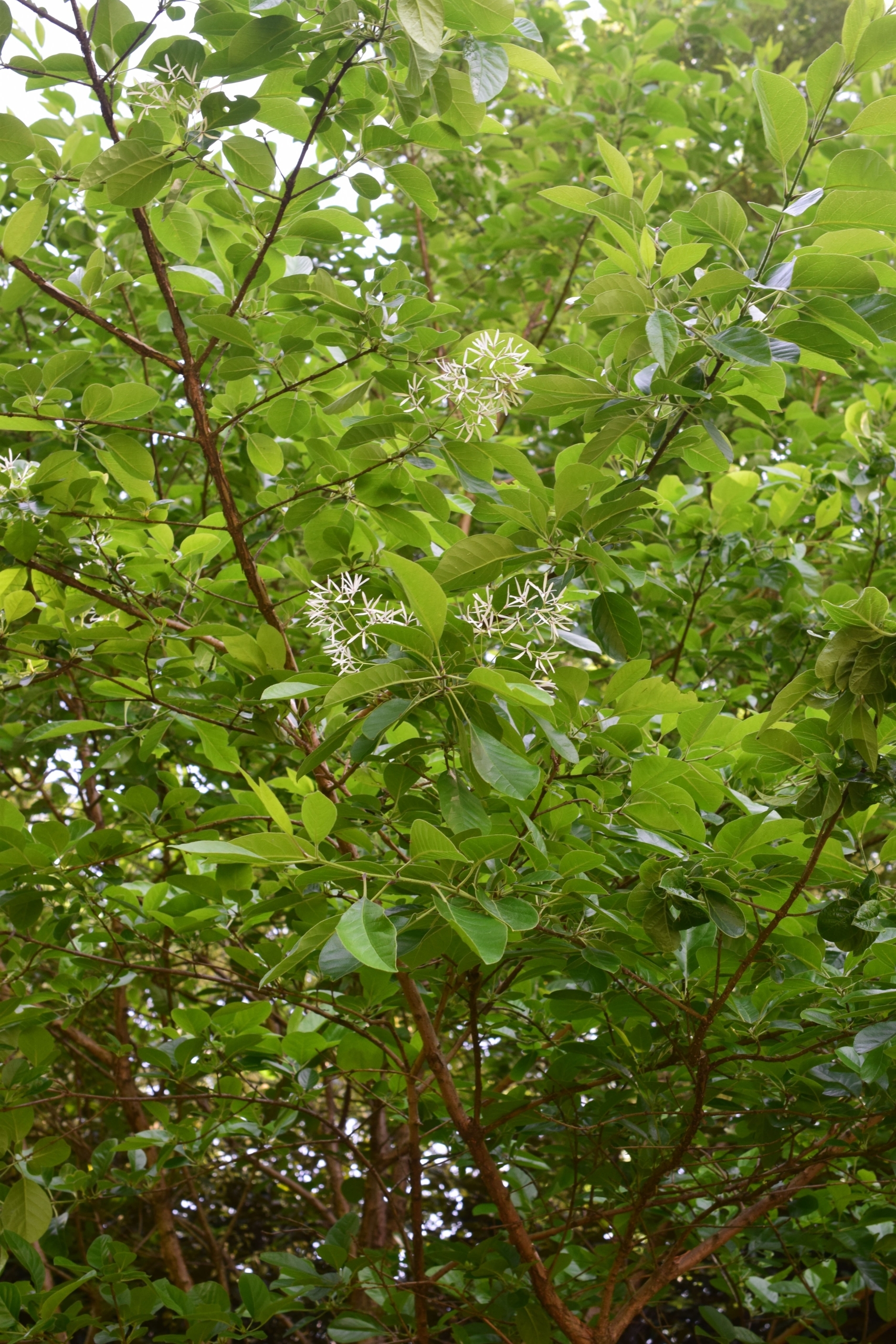 ヒトツバタゴ(別名:ナンジャモンジャ)