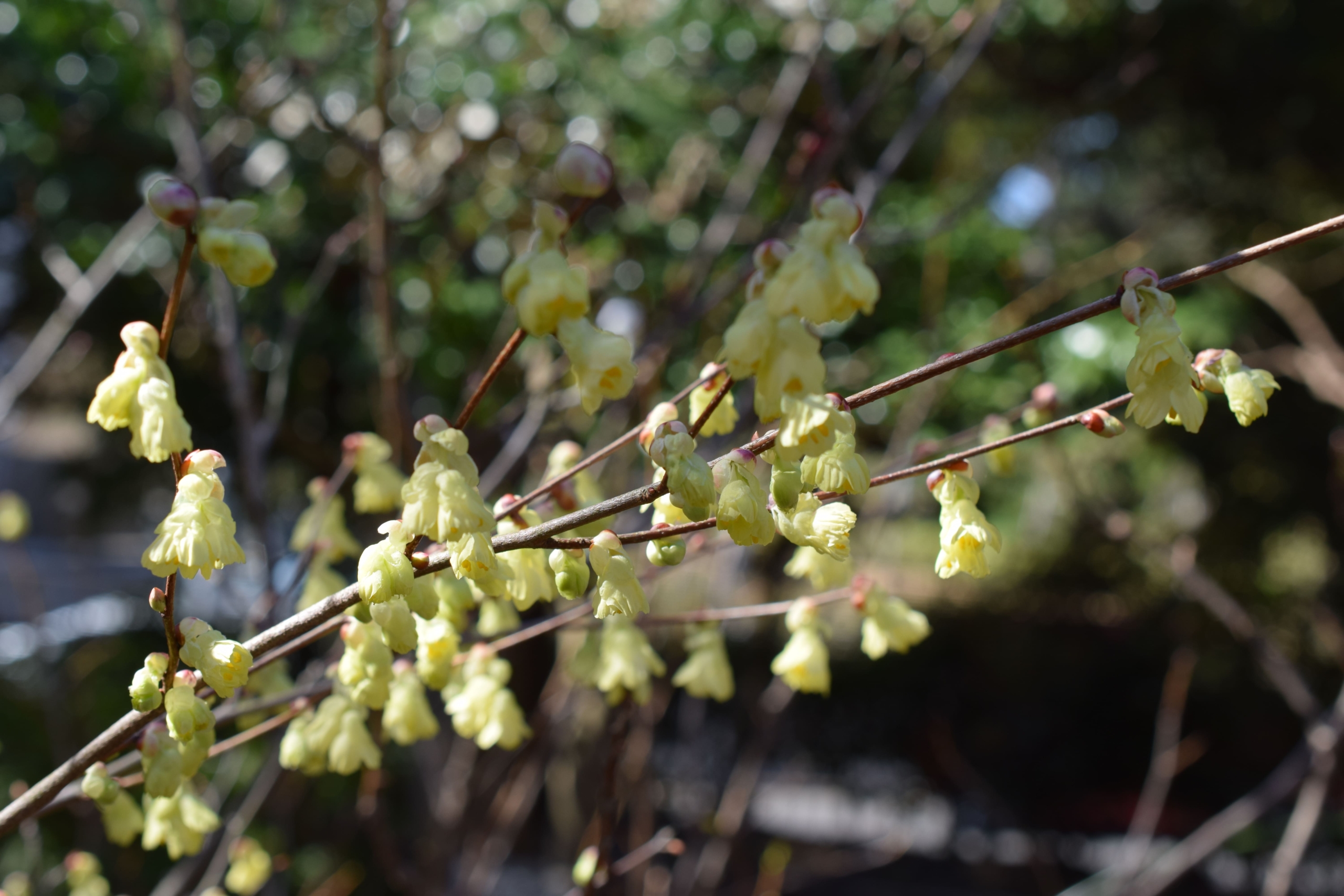 ヒュウガミズキ