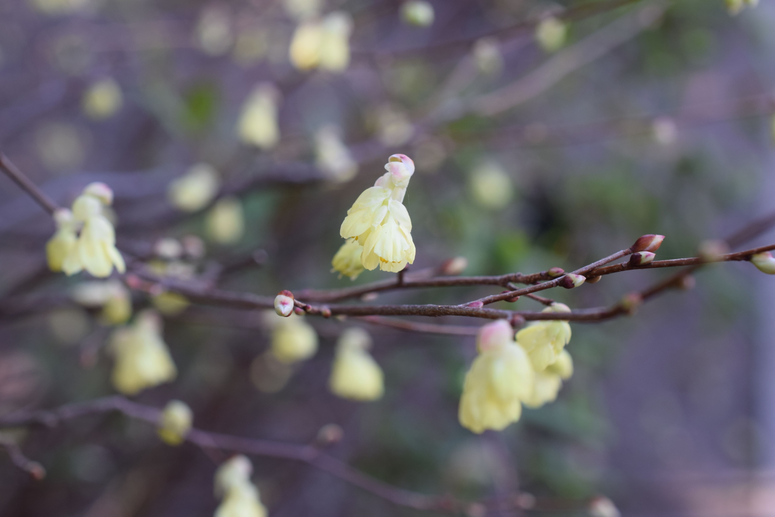 ヒュウガミズキ