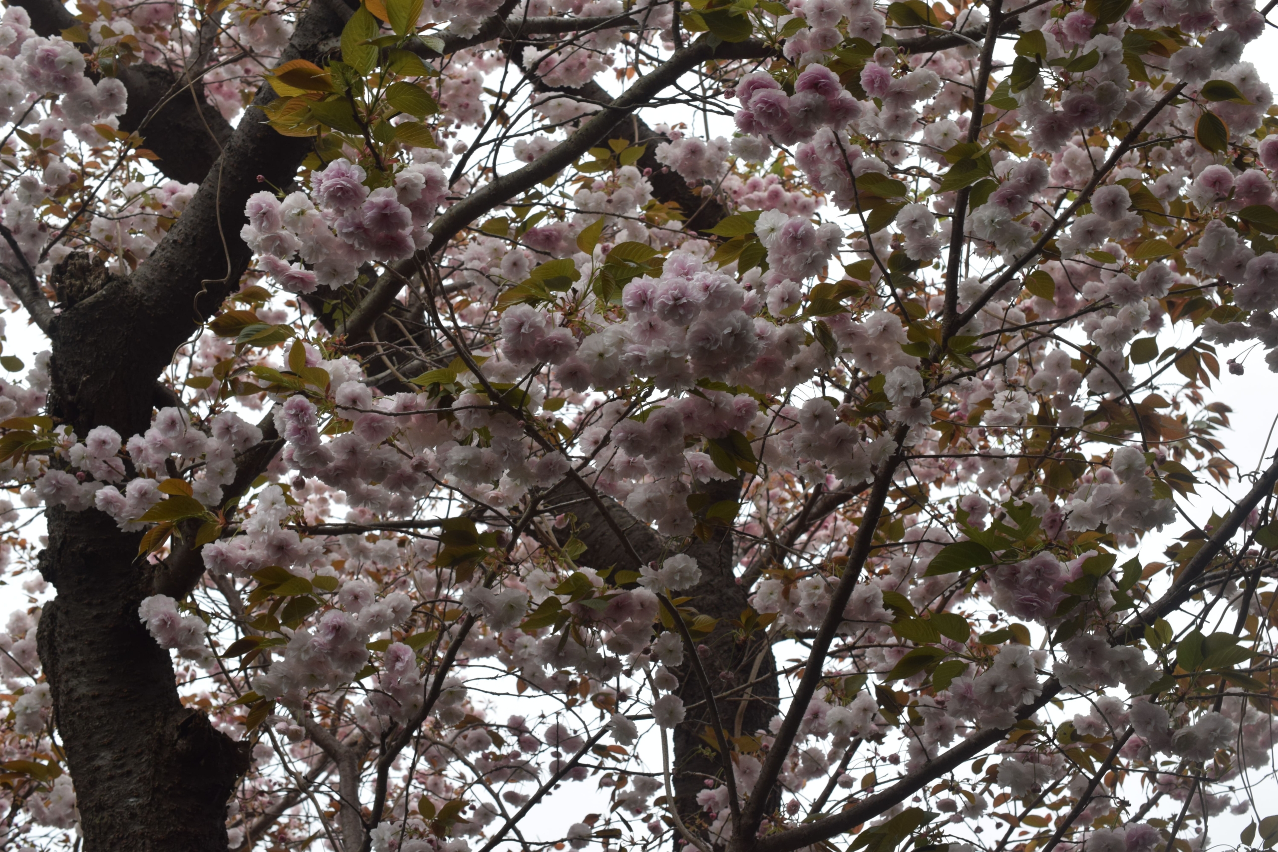 フゲンゾウ（普賢象）