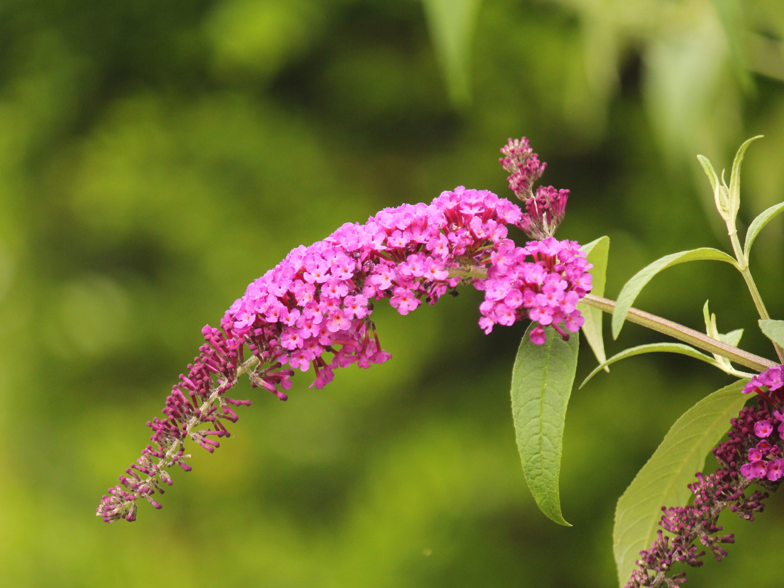 ブッドレア（別名：フサフジウツギ）