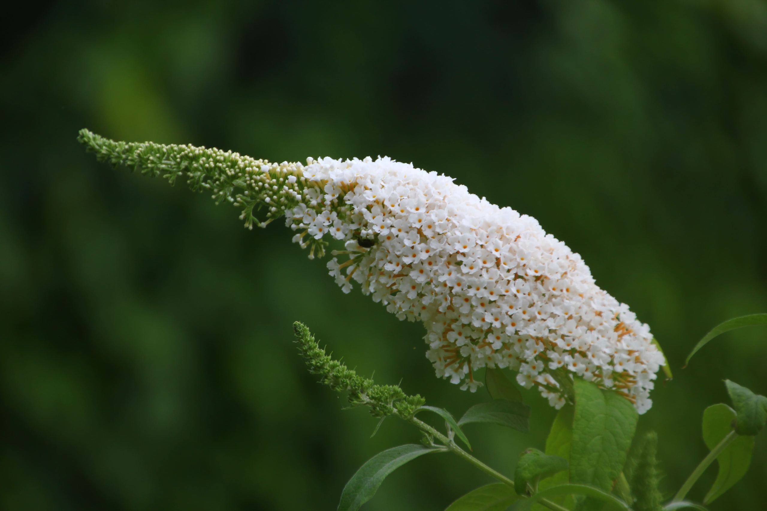 ブッドレア(別名:フサフジウツギ)