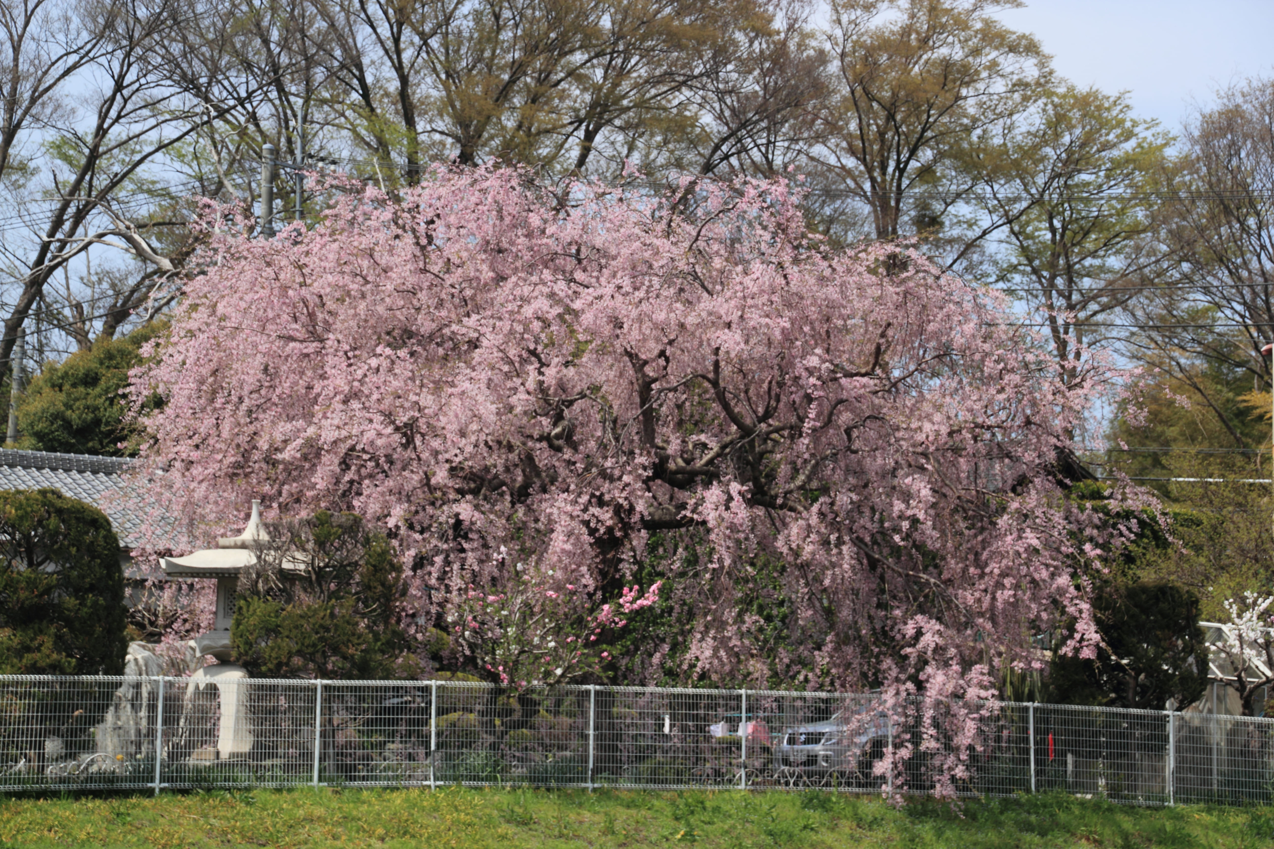 ベニシダレ（紅枝垂れ）