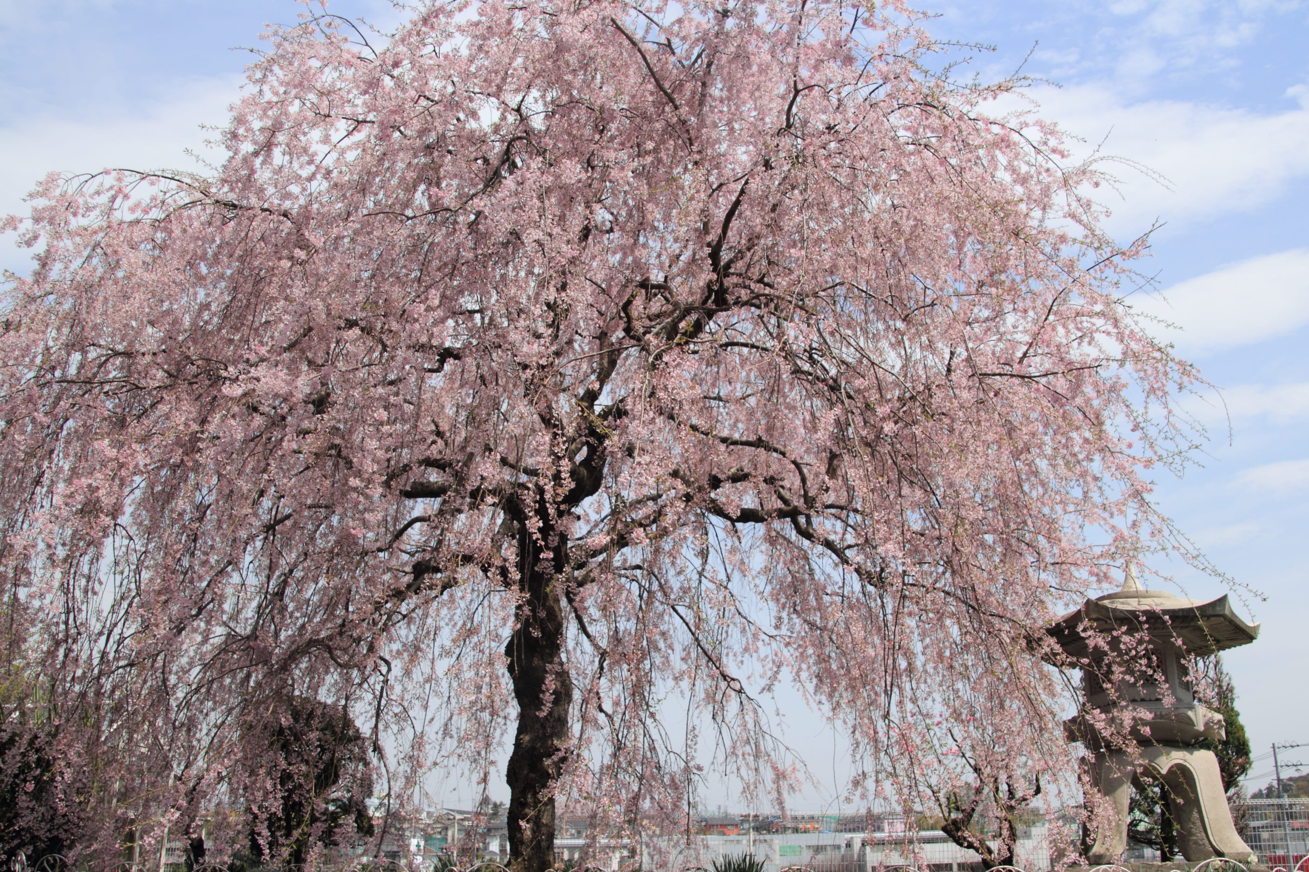 ベニシダレ（紅枝垂れ）