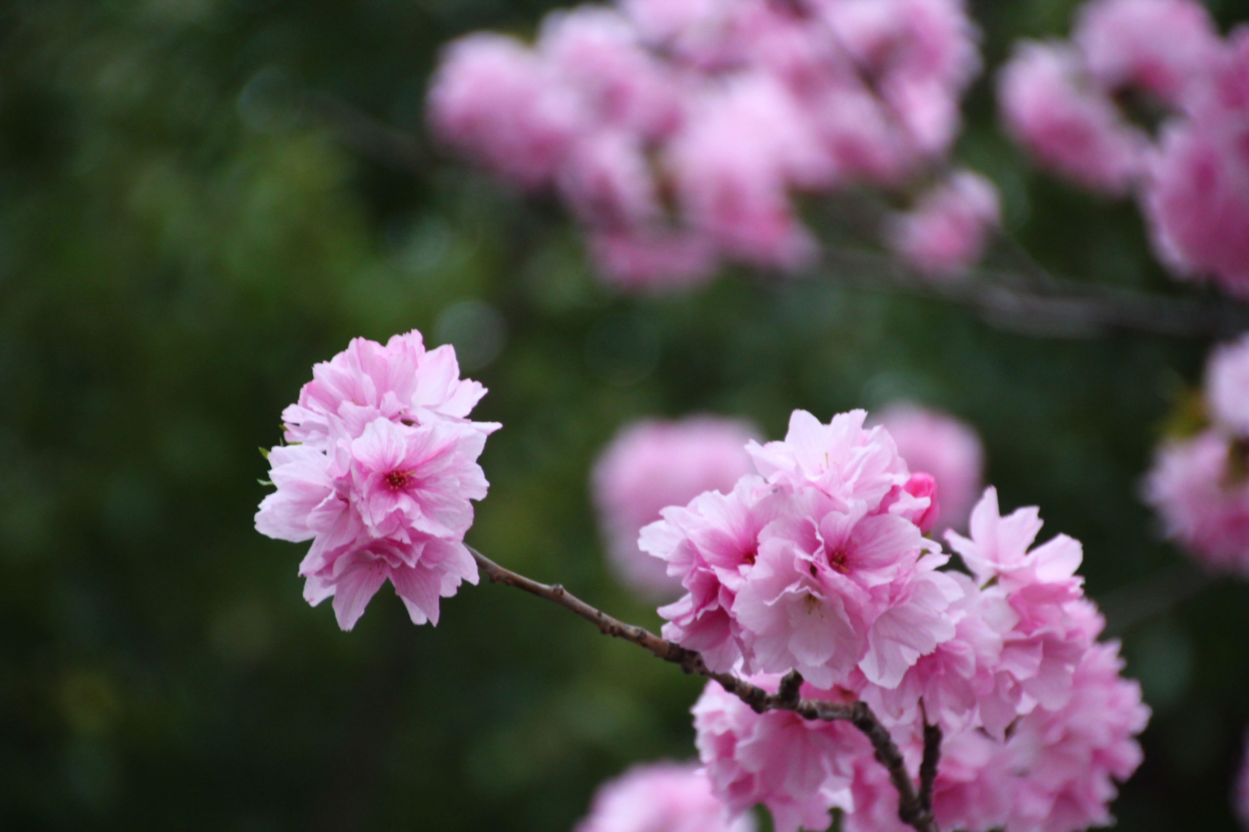 ベニユタカ（紅豊）