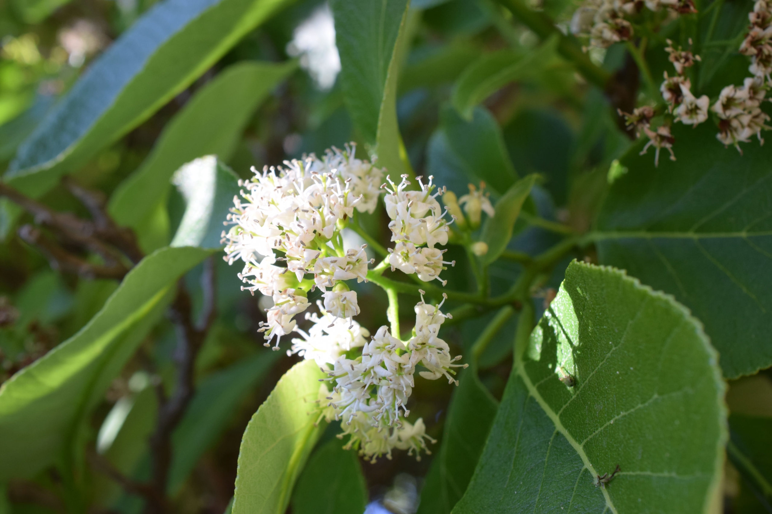 マルバチシャノキ