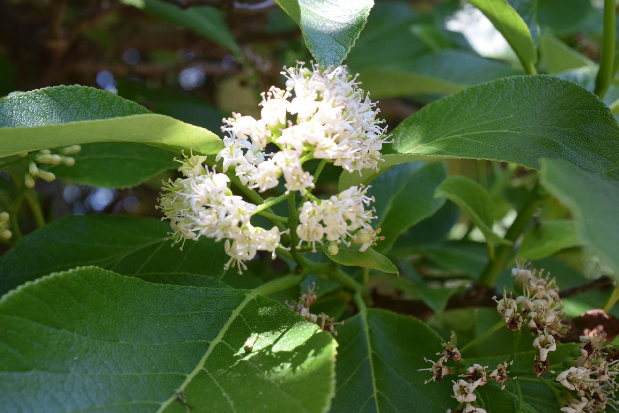 マルバチシャノキ