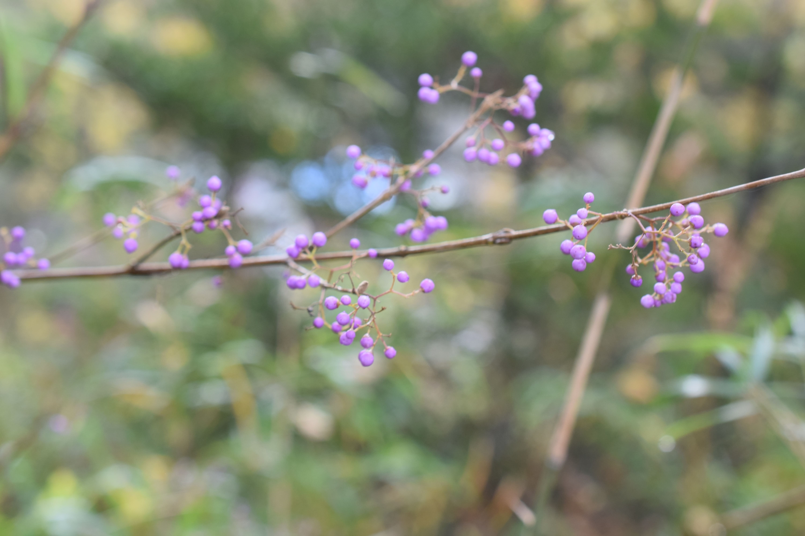 ムラサキシキブ