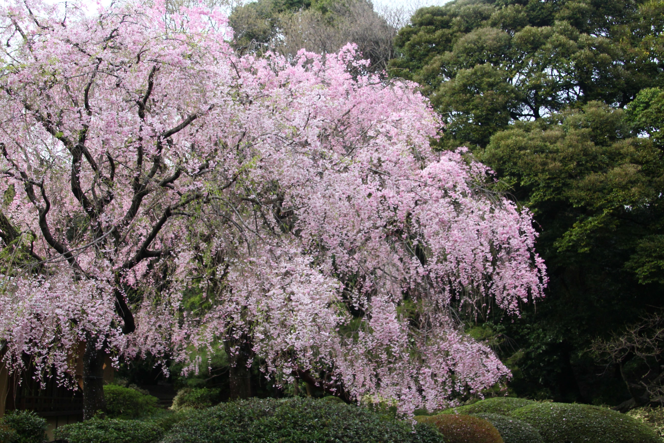 ヤエベニシダレ（八重紅枝垂れ）