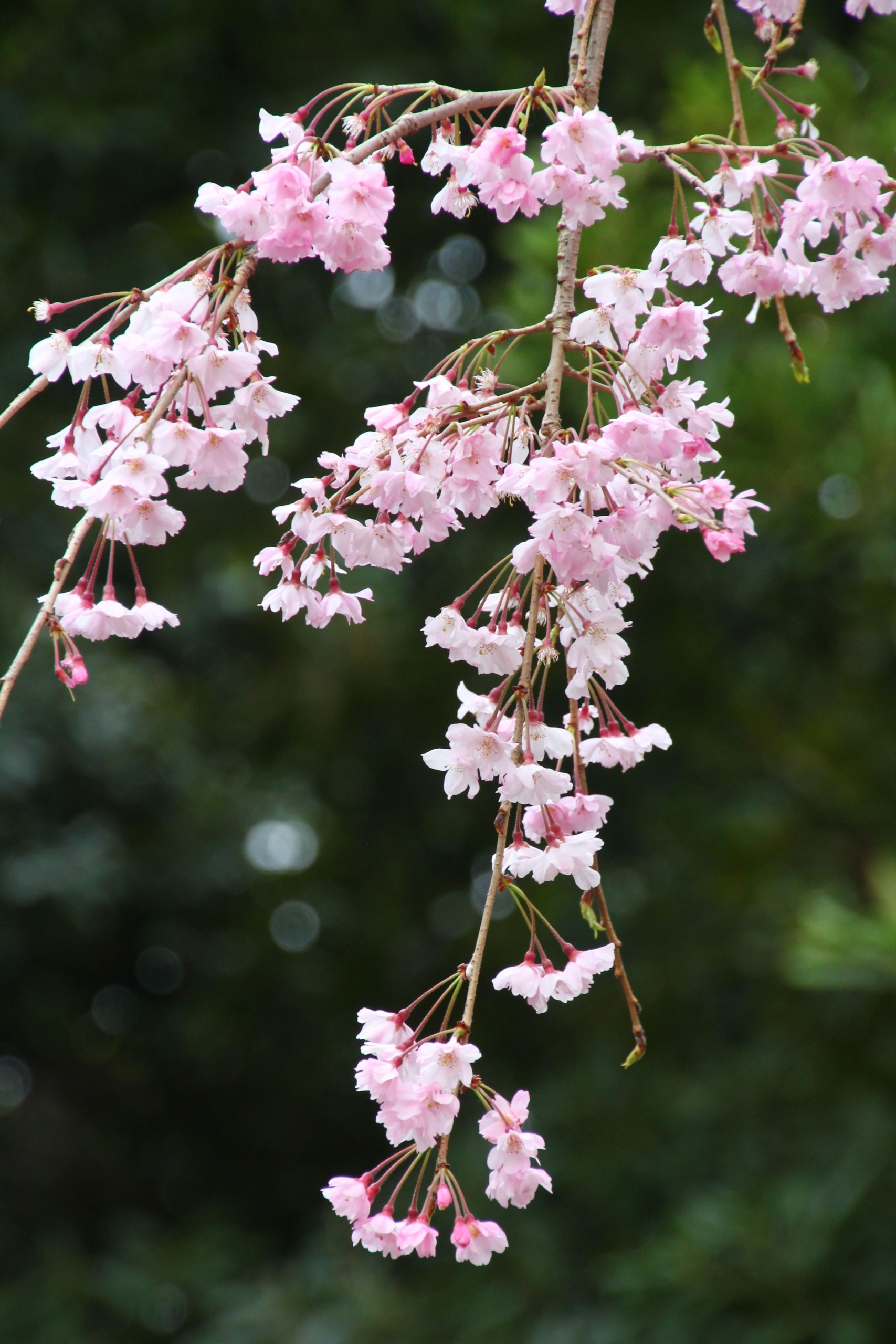 ヤエベニシダレ（八重紅枝垂れ）