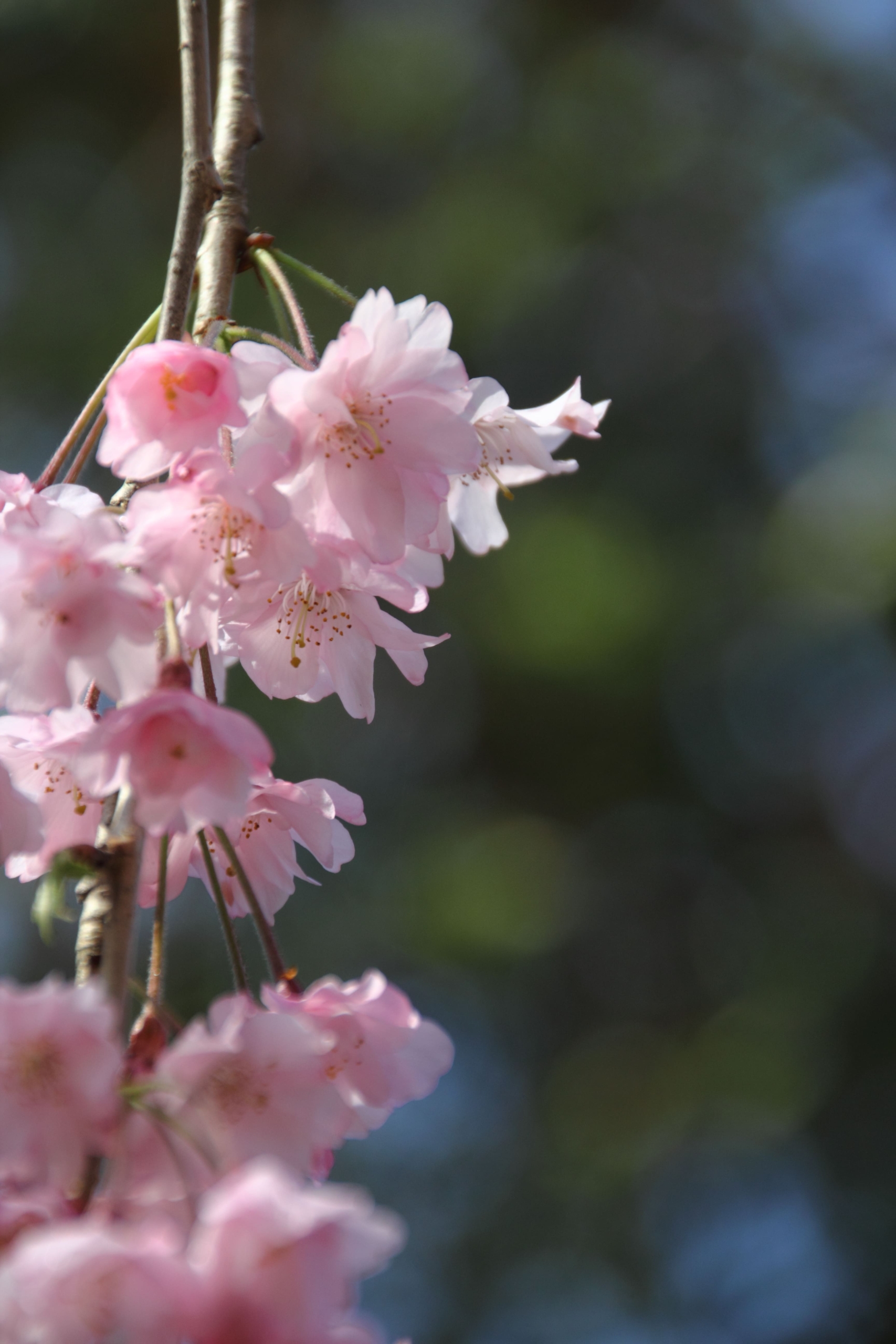 ヤエベニシダレ（八重紅枝垂れ）