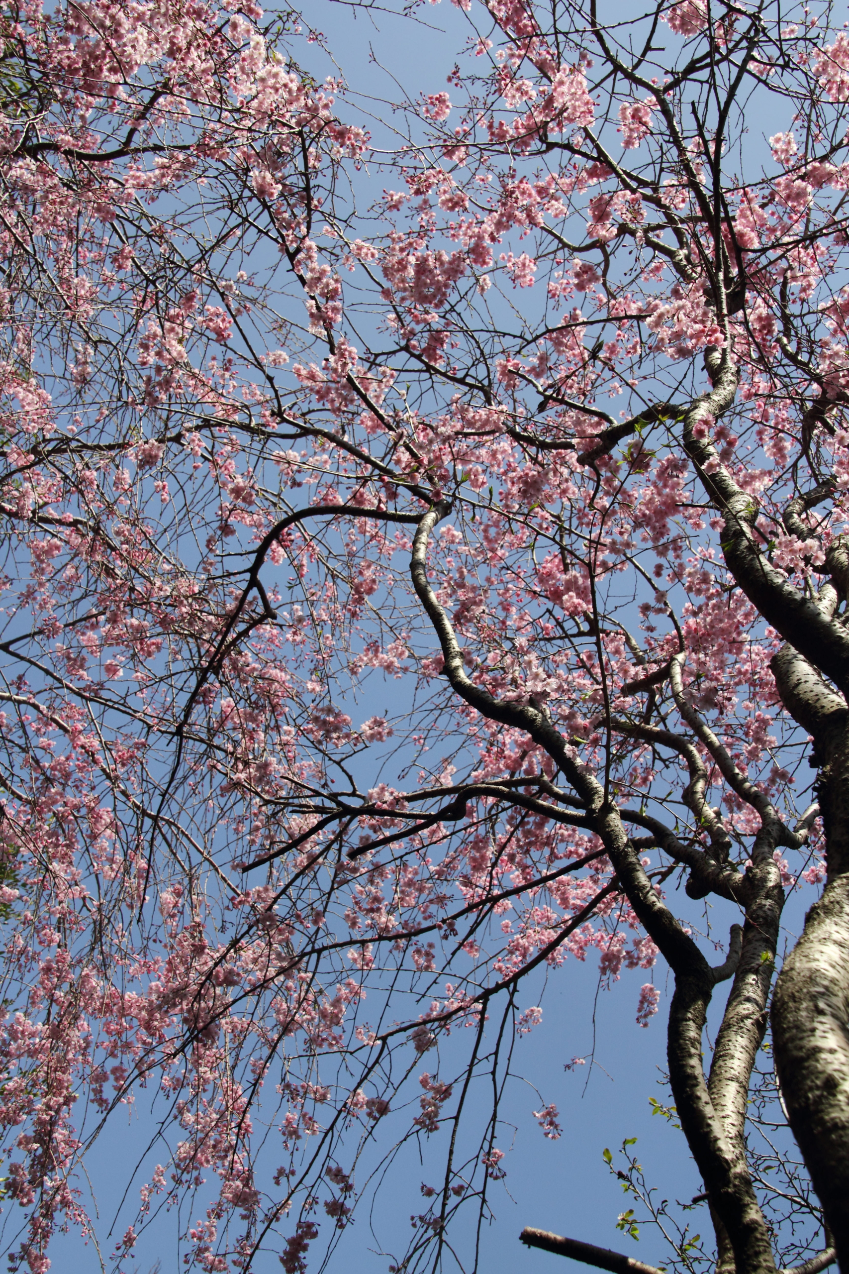 ヤエベニシダレ（八重紅枝垂れ）