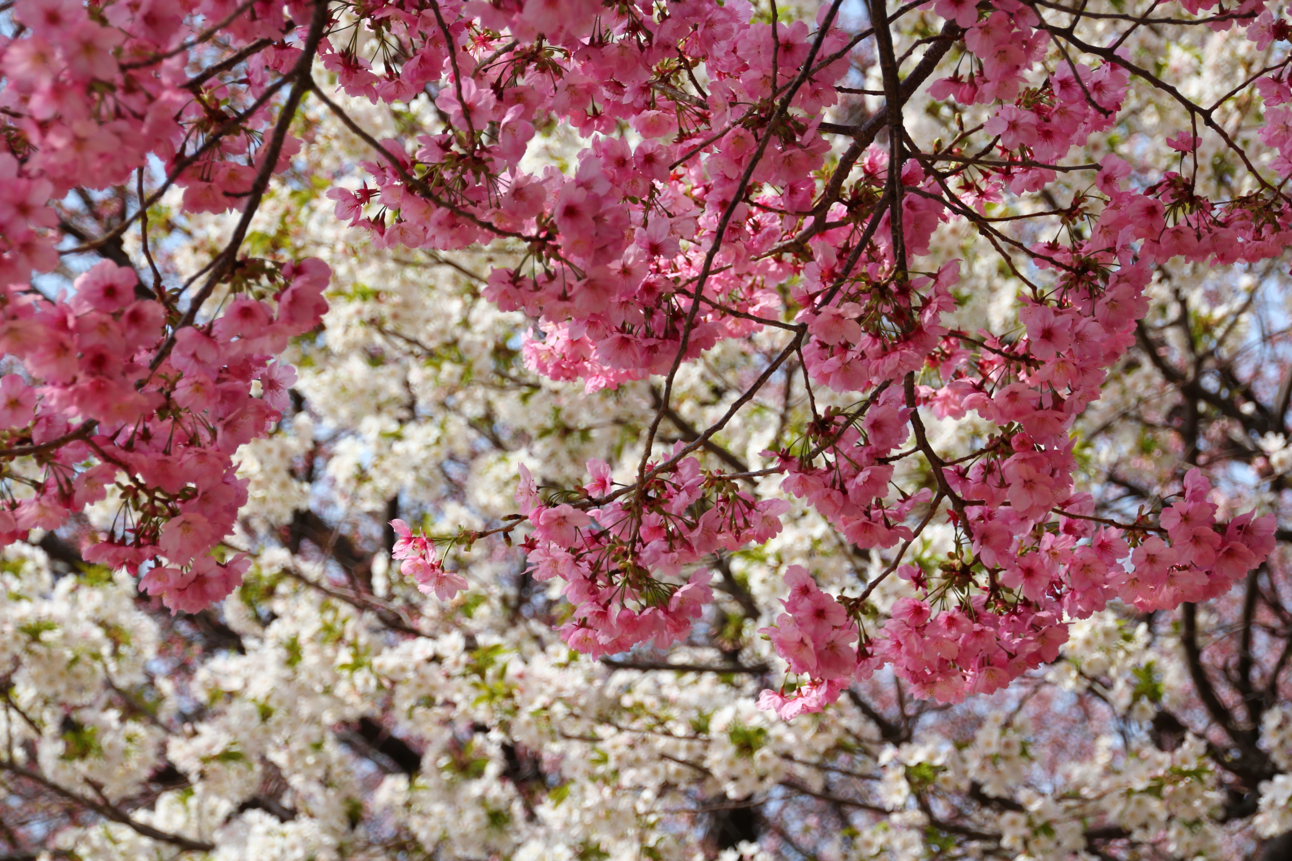 ヨウコウ（陽光）