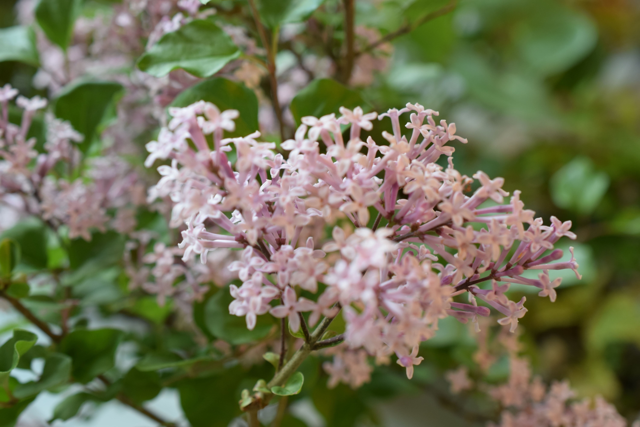 ライラック(別名:ムラサキハシドイ)