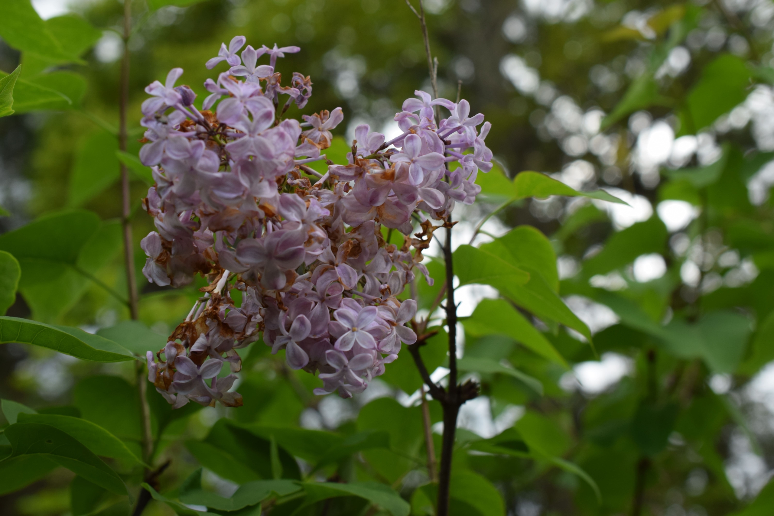 ライラック(別名:ムラサキハシドイ)