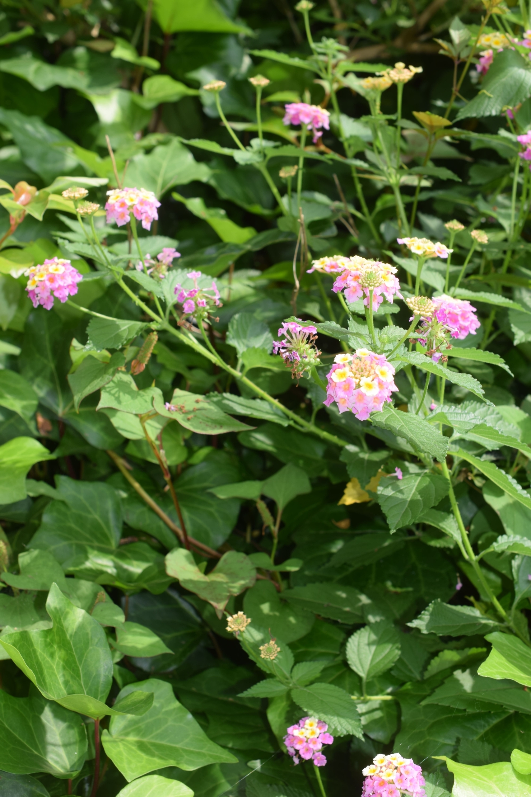 ランタナ(別名:シチヘンゲ)