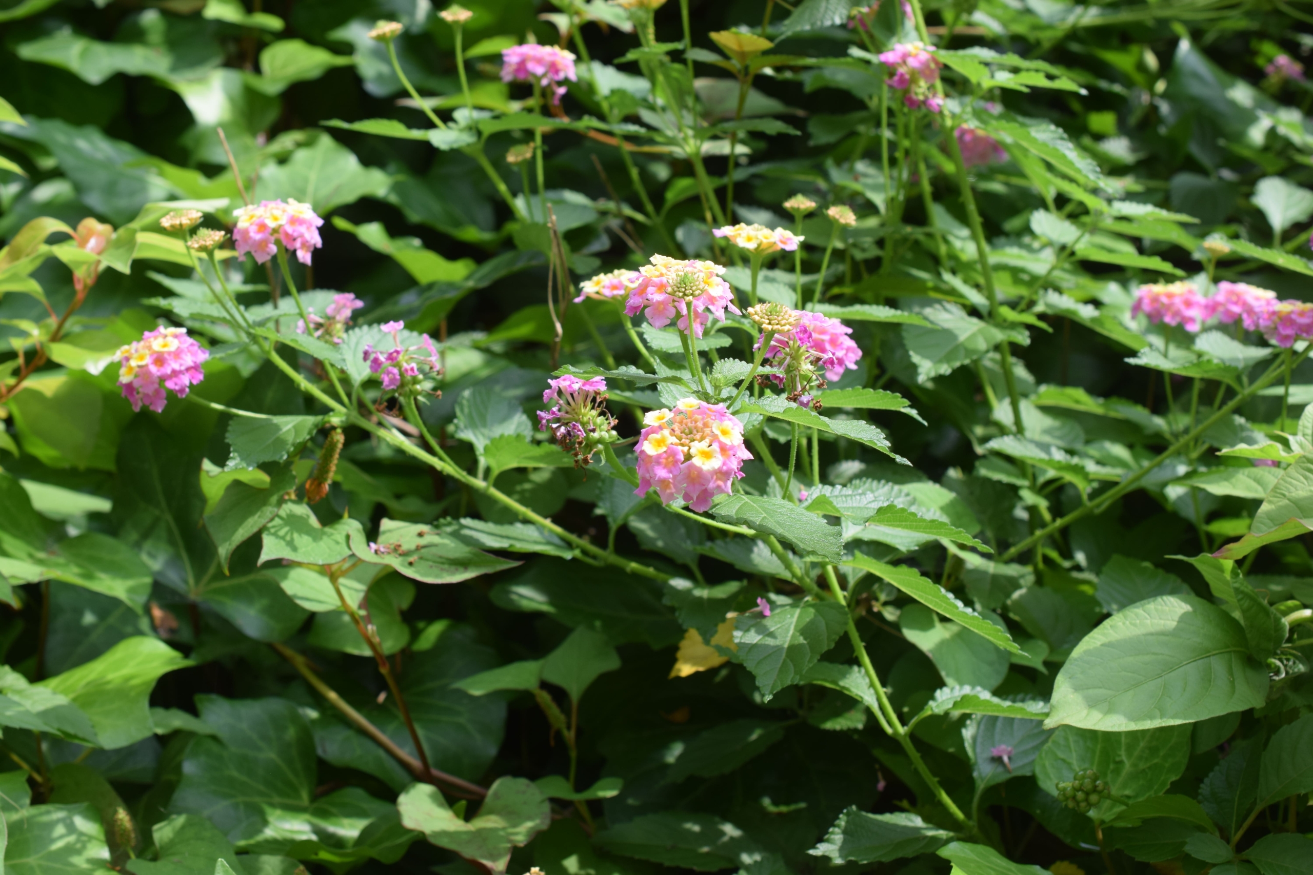 ランタナ(別名:シチヘンゲ)