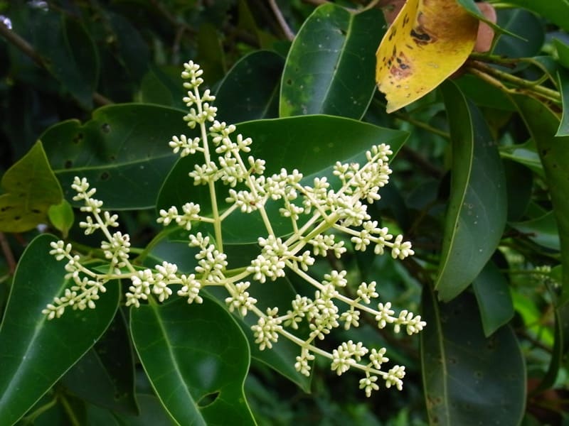 トウネズミモチ