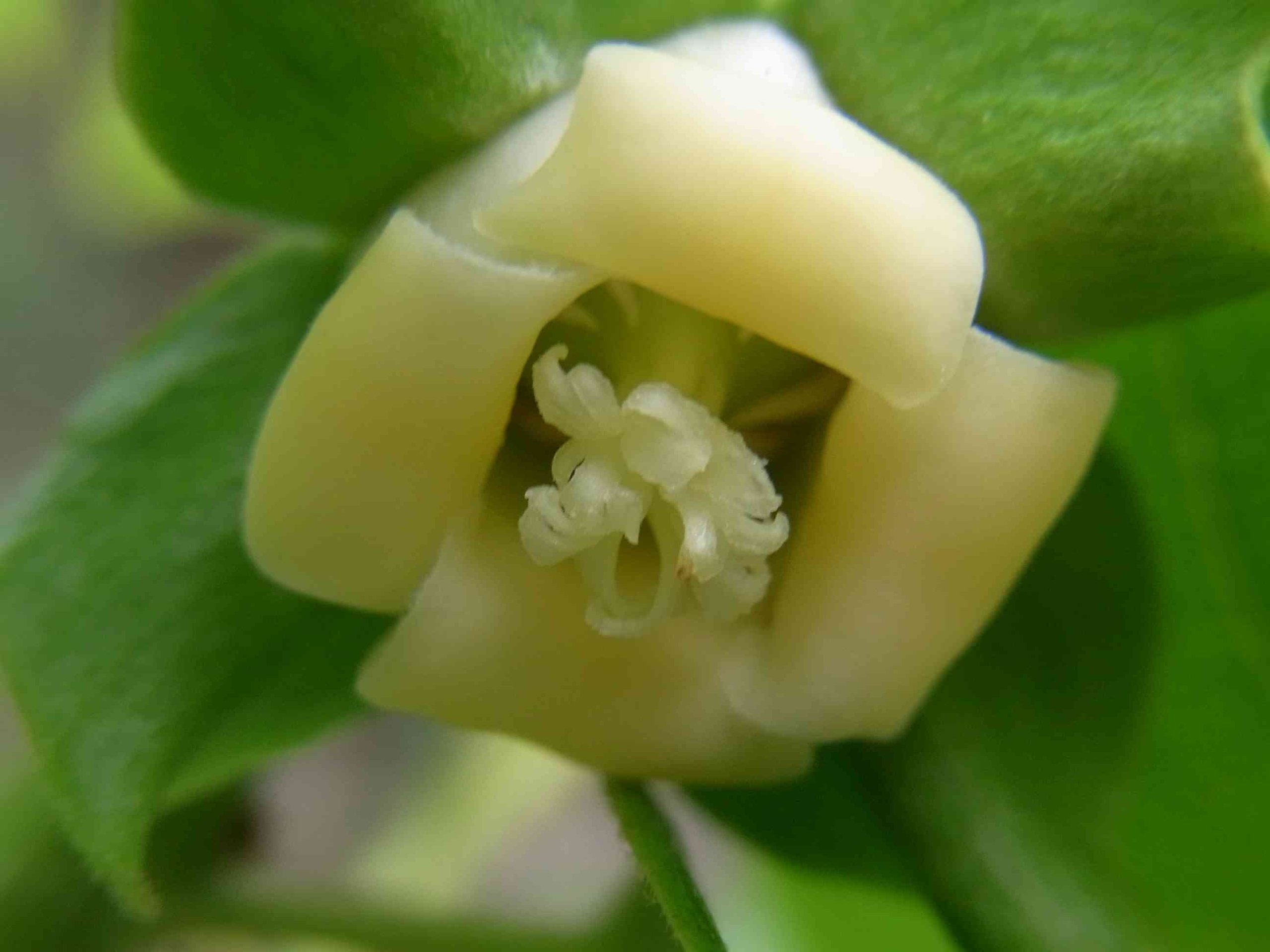 カキノキ