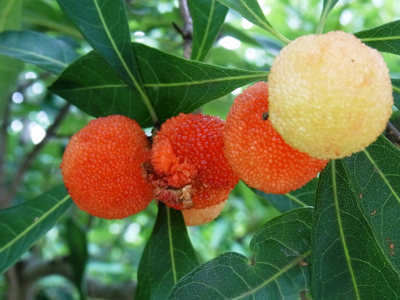 ヤマモモ(瑞光)