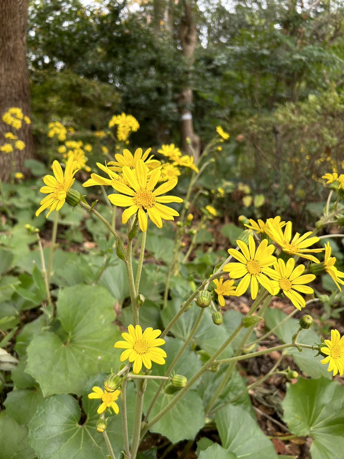 1/20　ツワブキさん