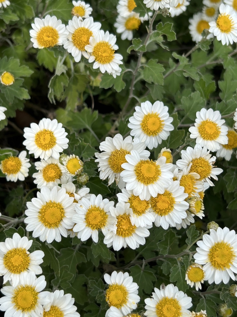 11/16　イソギクさん