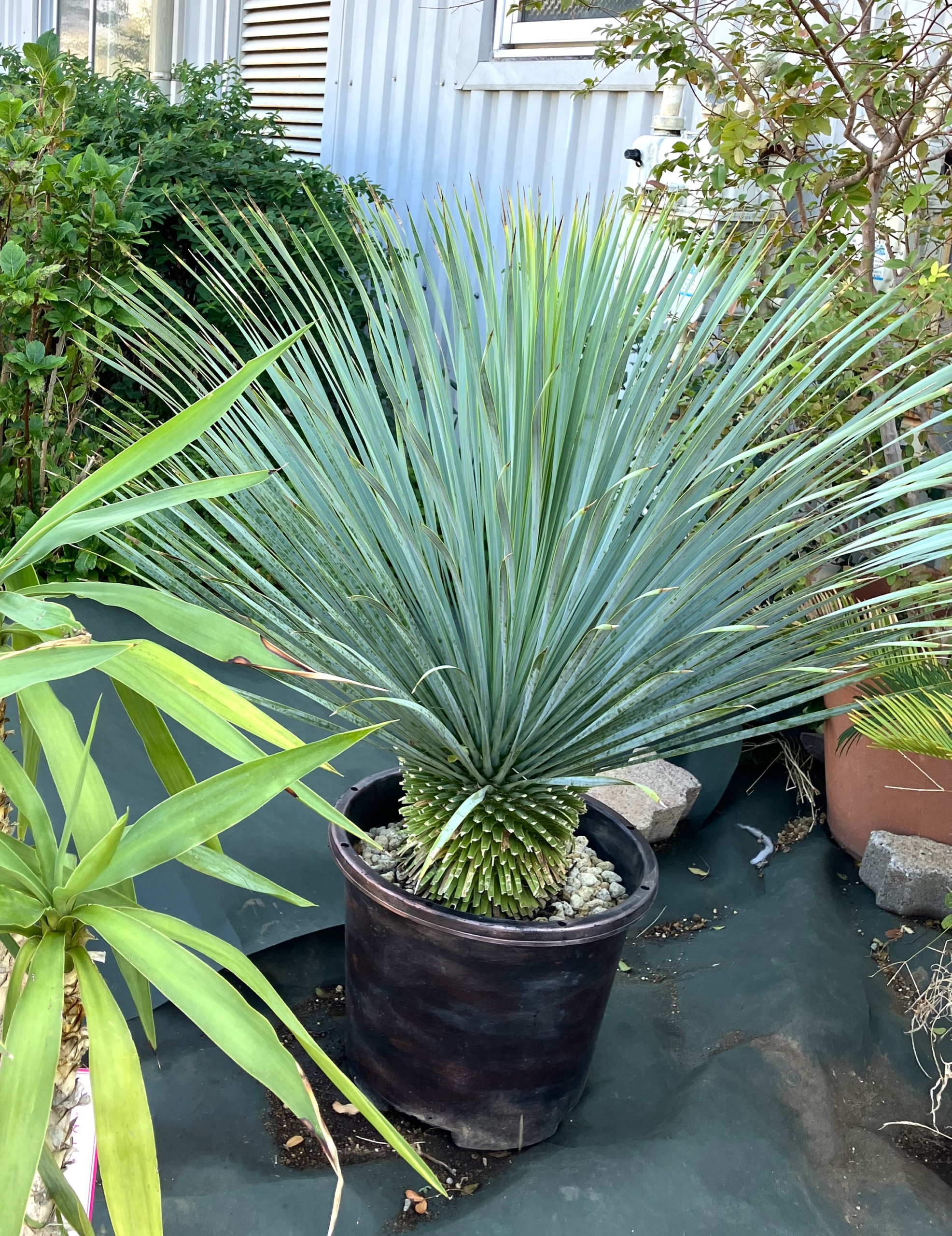 11/27 ユッカ・ロストラータさん