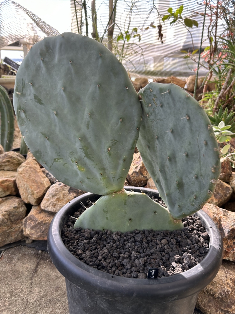 11/27 ウチワサボテンさん | 藤沢市長久保公園 都市緑化植物園・生物