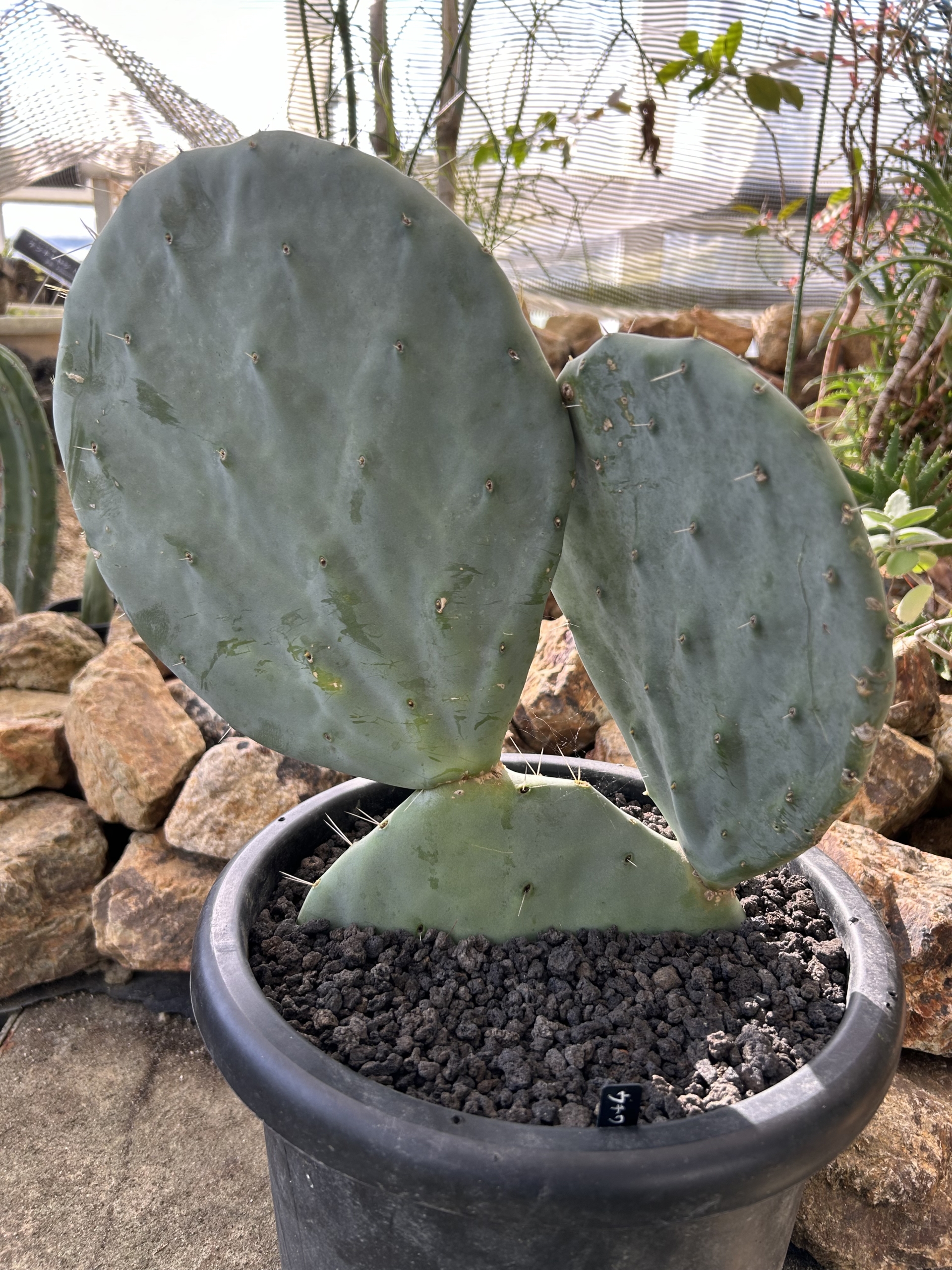 11/27 ウチワサボテンさん | 藤沢市長久保公園 都市緑化植物園・生物