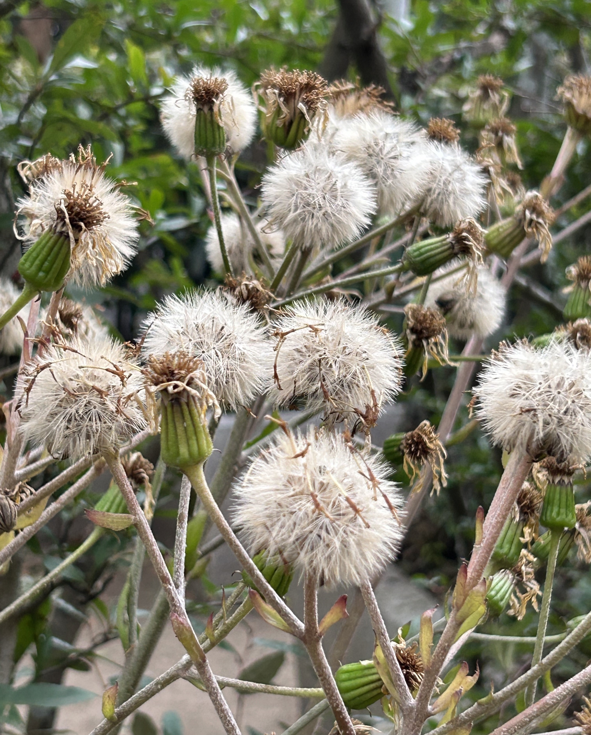 1/20　ツワブキさん