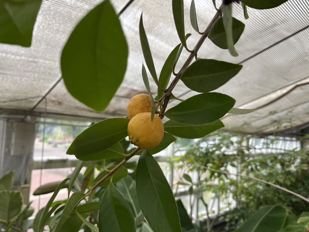 １１/１０　グァバさん（実）