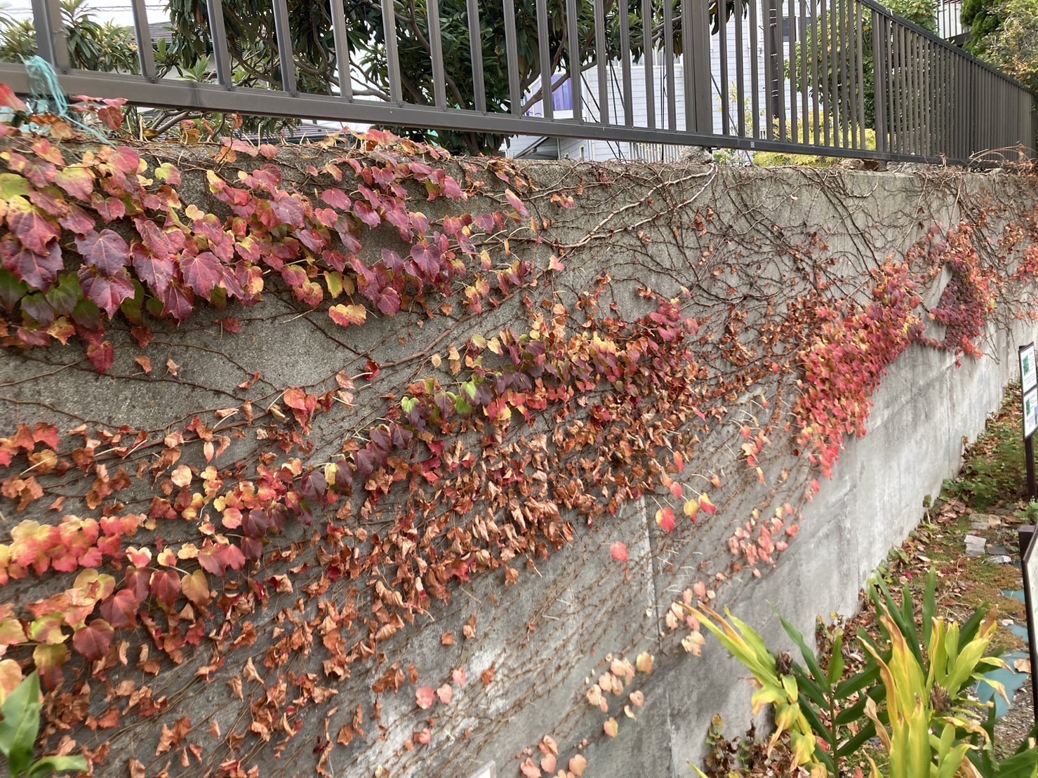 12/10  ナツヅタさん