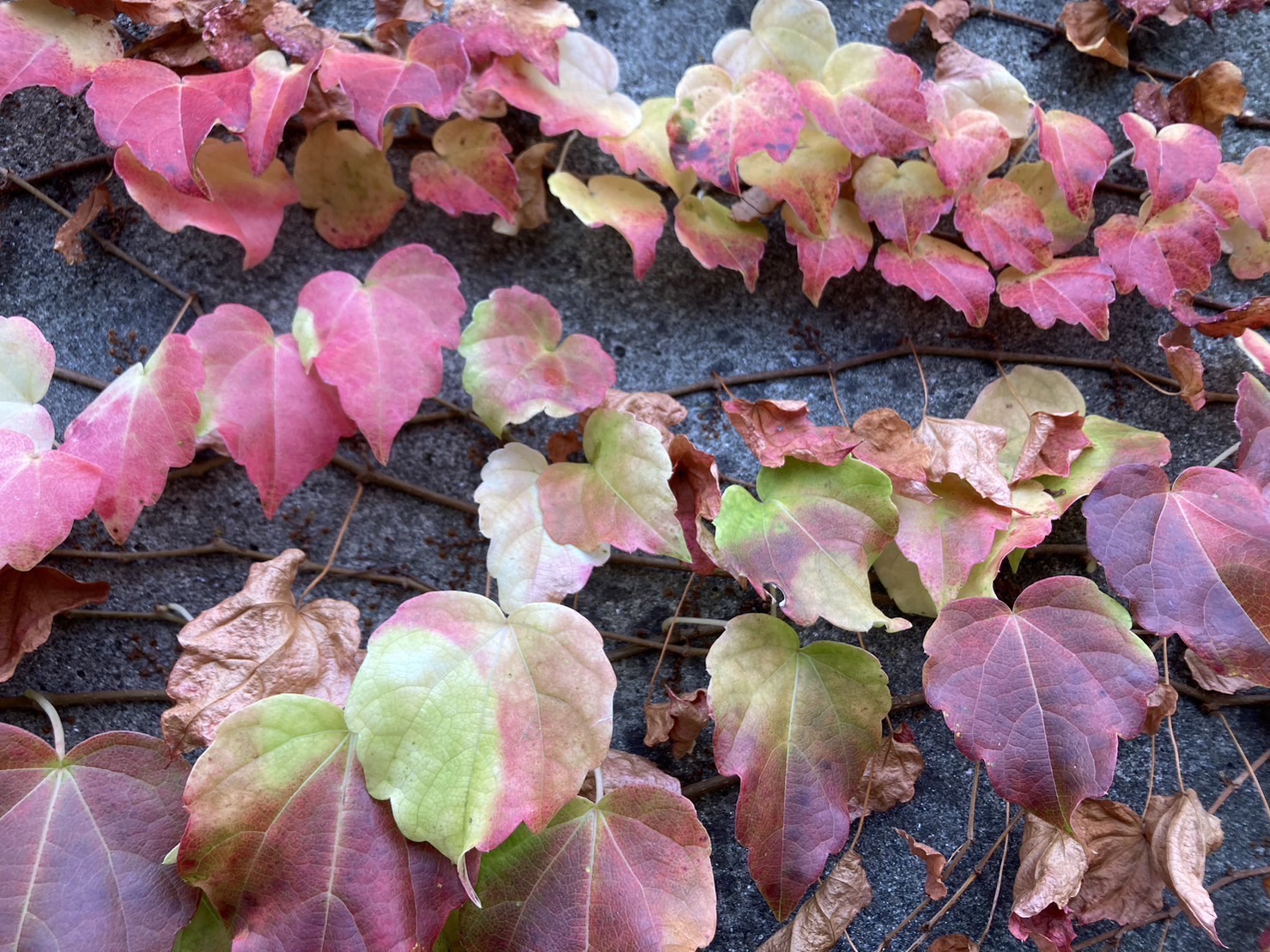 12/10  ナツヅタさん