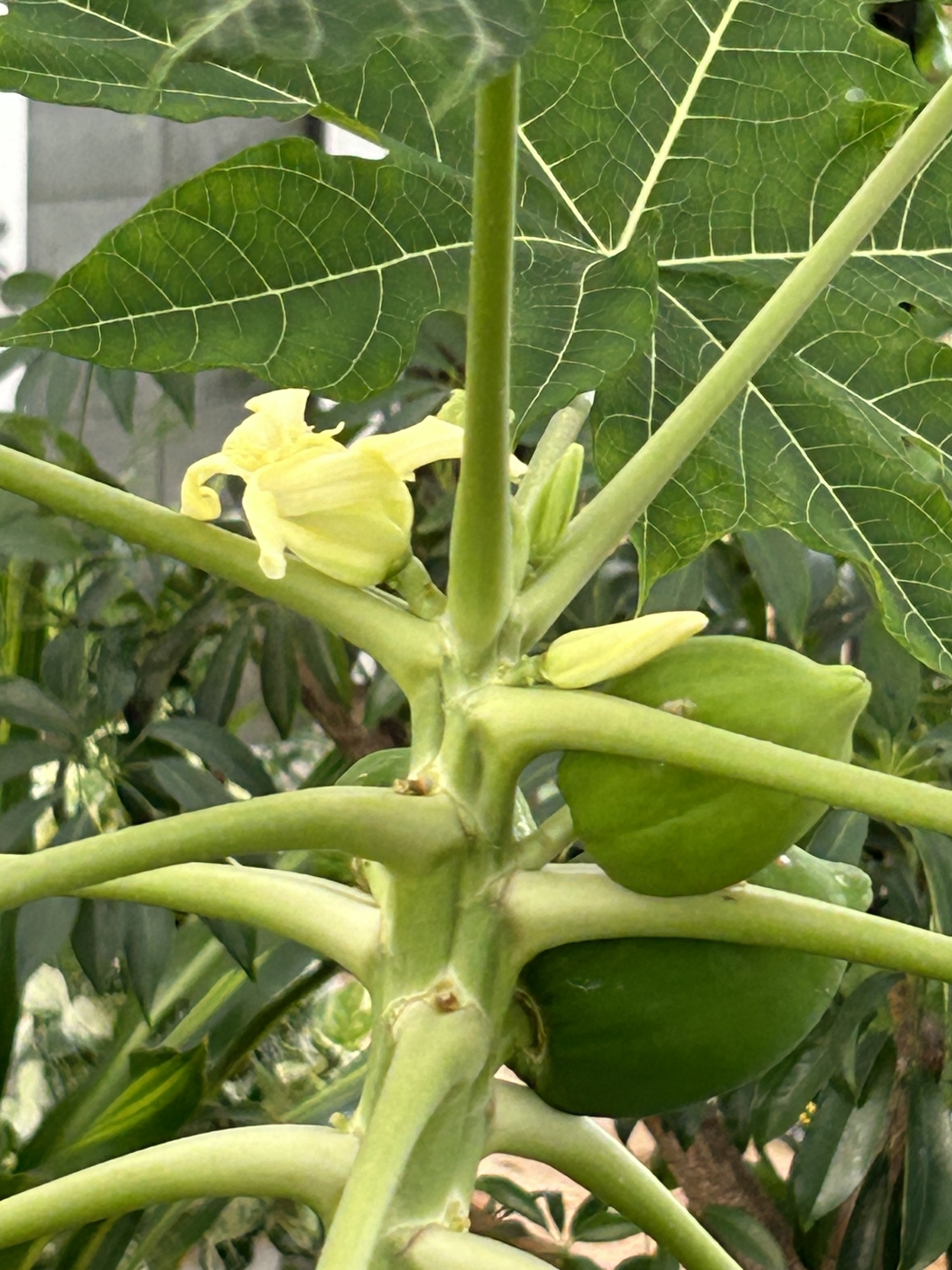 12/12  パパイヤさん