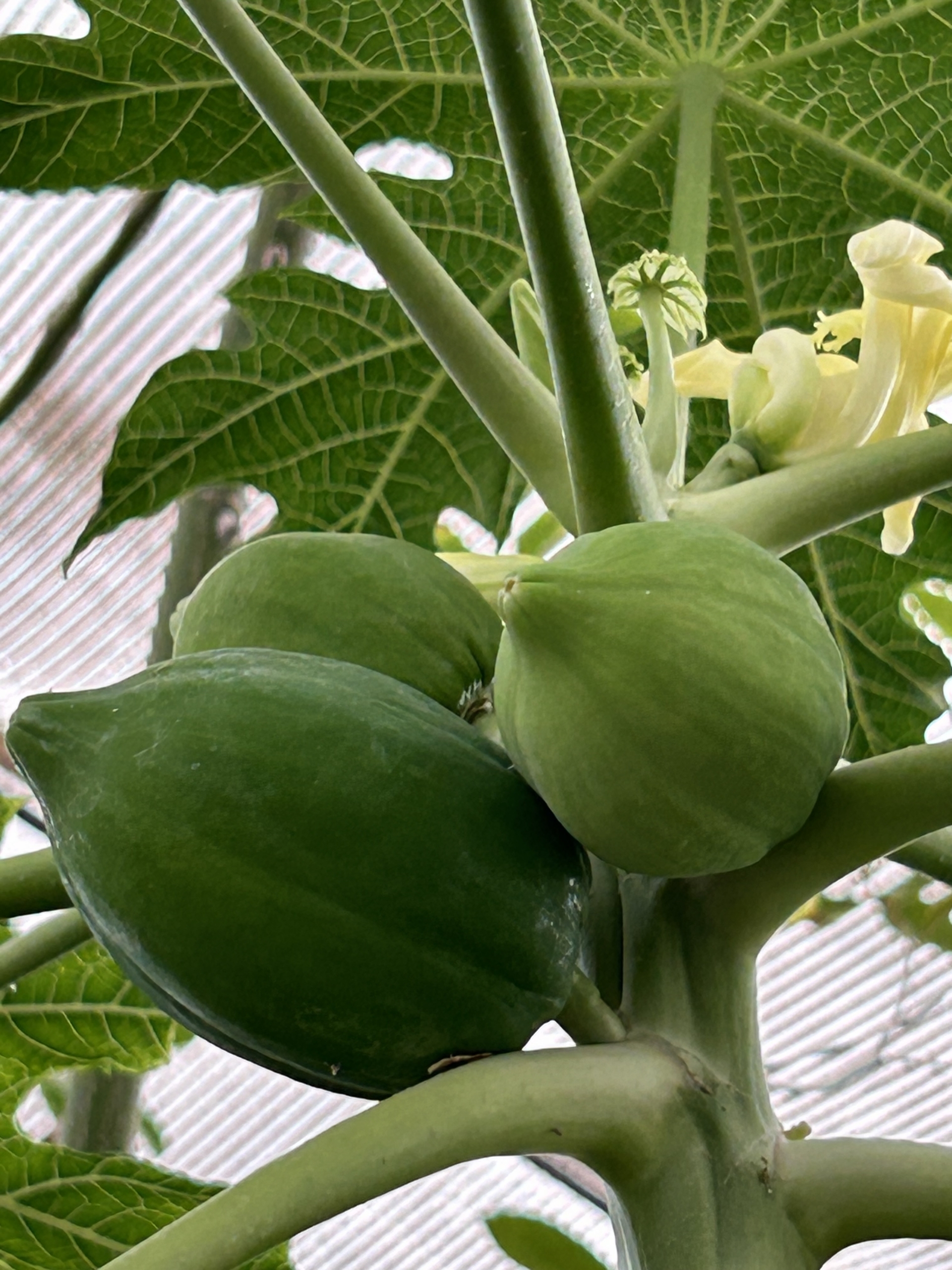 12/12  パパイヤさん