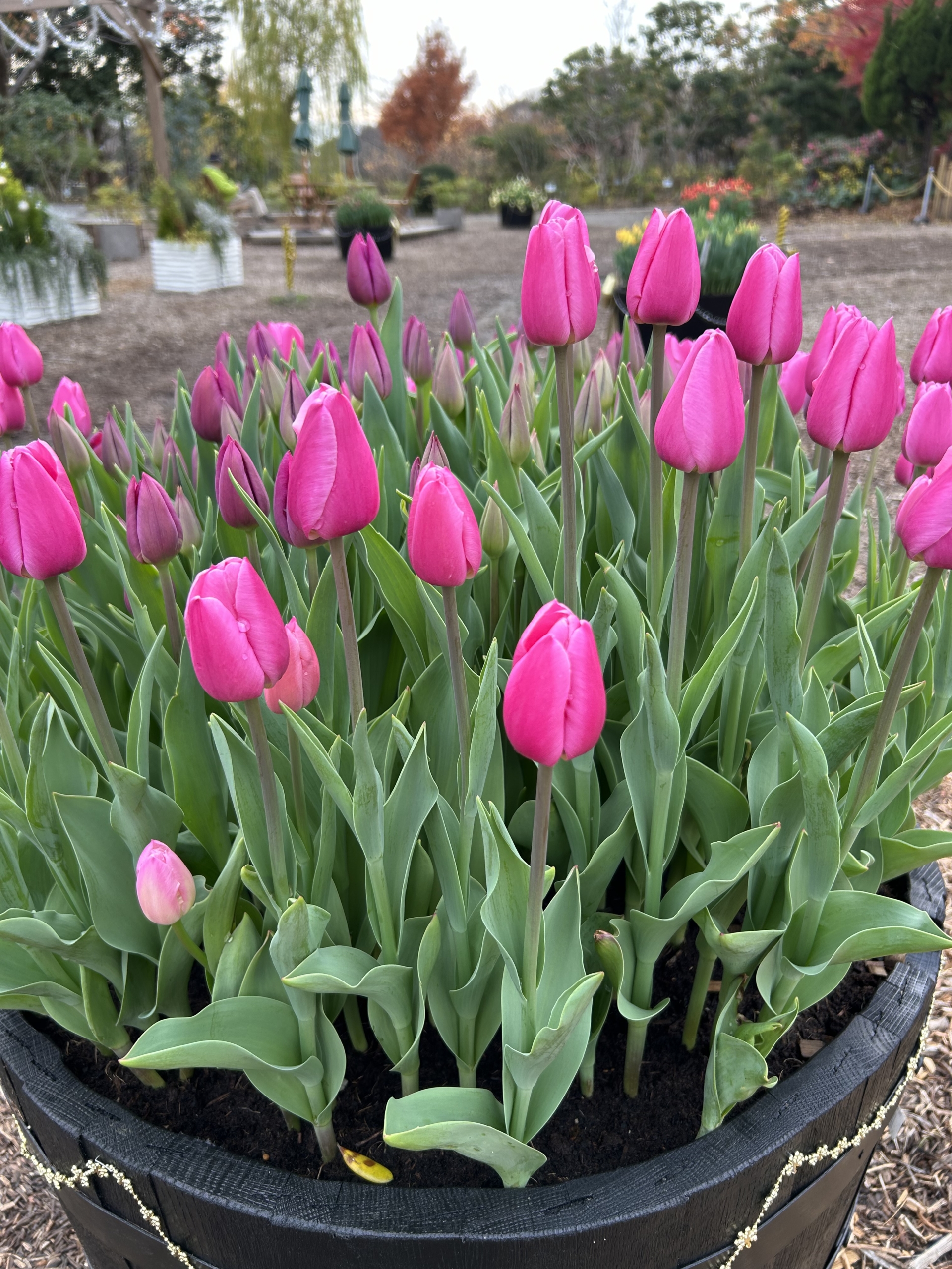 12/12  アイスチューリップさん