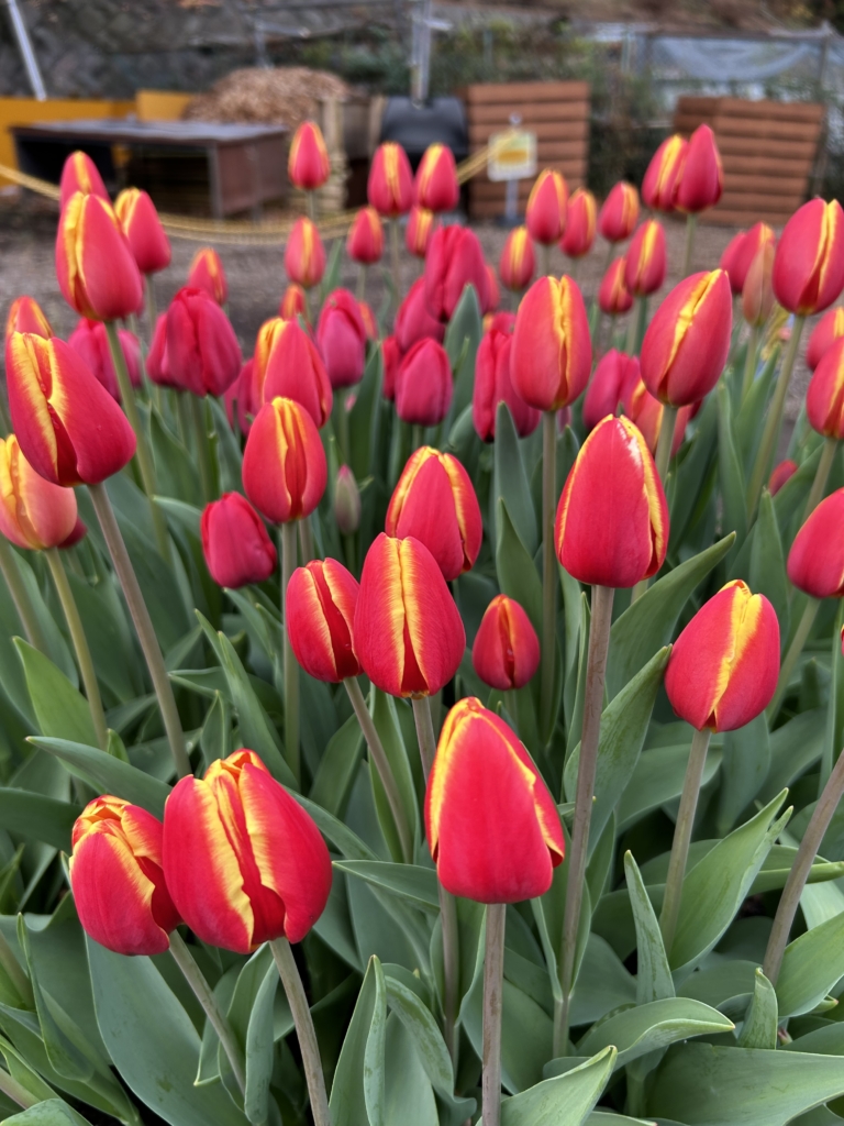 12/12  アイスチューリップさん