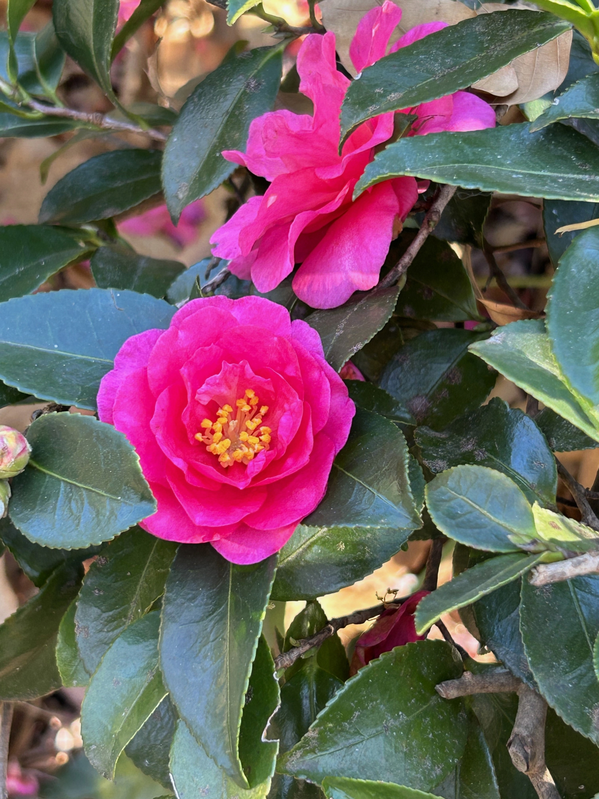 12/22　サザンカ（立寒椿勘次郎）さん