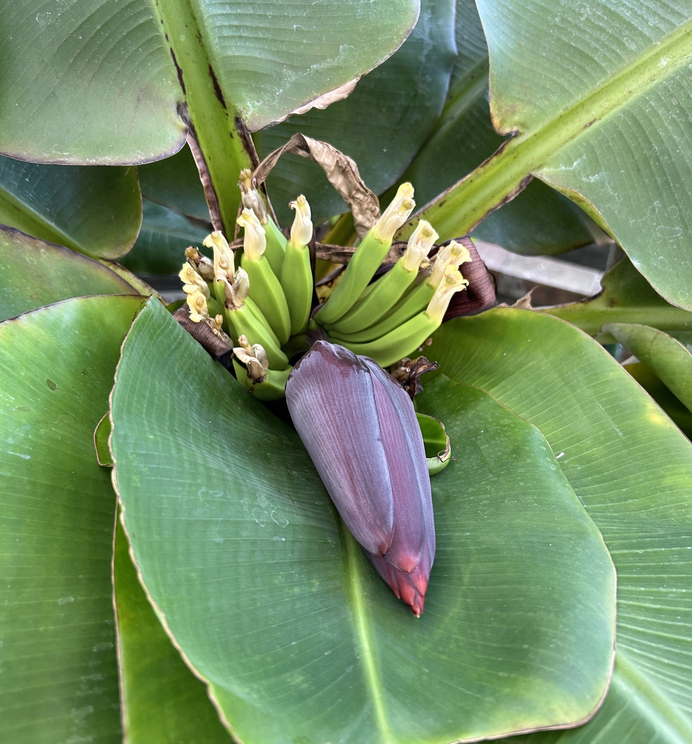 12/22  サンジャクバナナさん