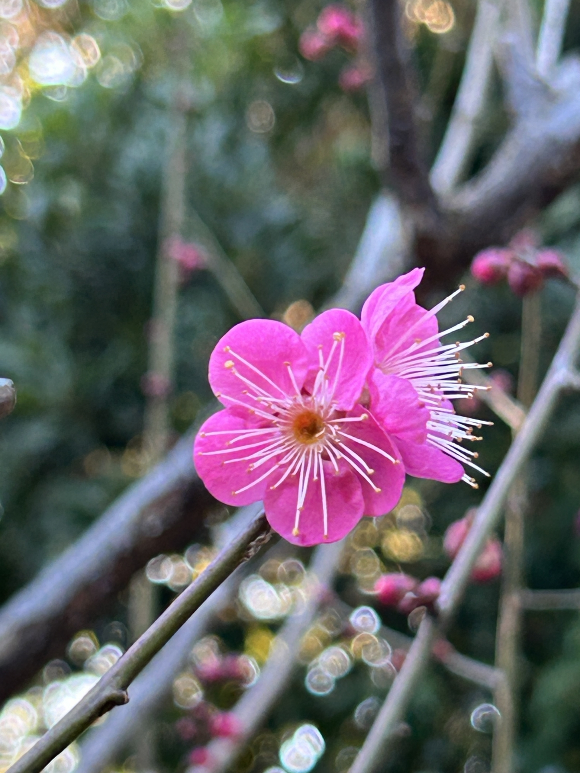 1/21  寒紅梅さん